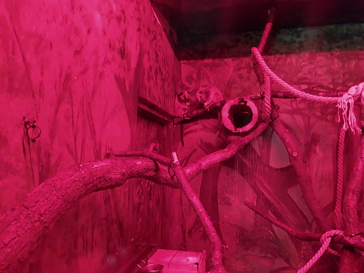 Small Mammal and Nocturnal House - Northern Luzon Giant Cloud Rat (Phloemys pallidus)