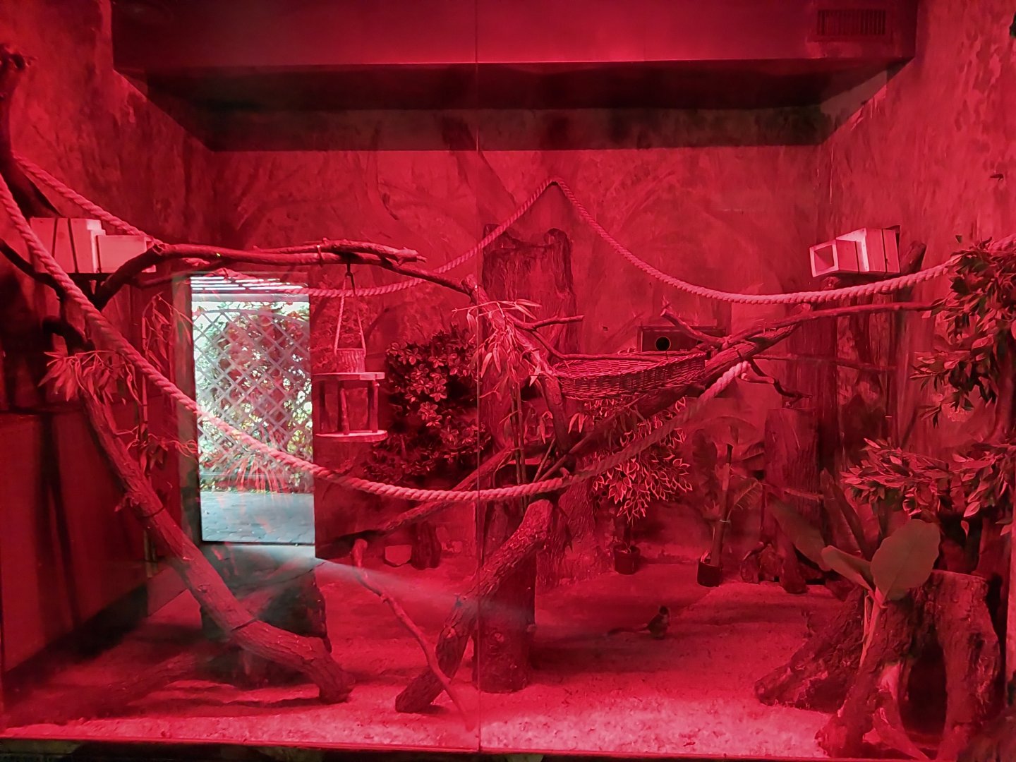 Small Mammal and Nocturnal House - Senegal Bushbaby (Galago senegalensis)