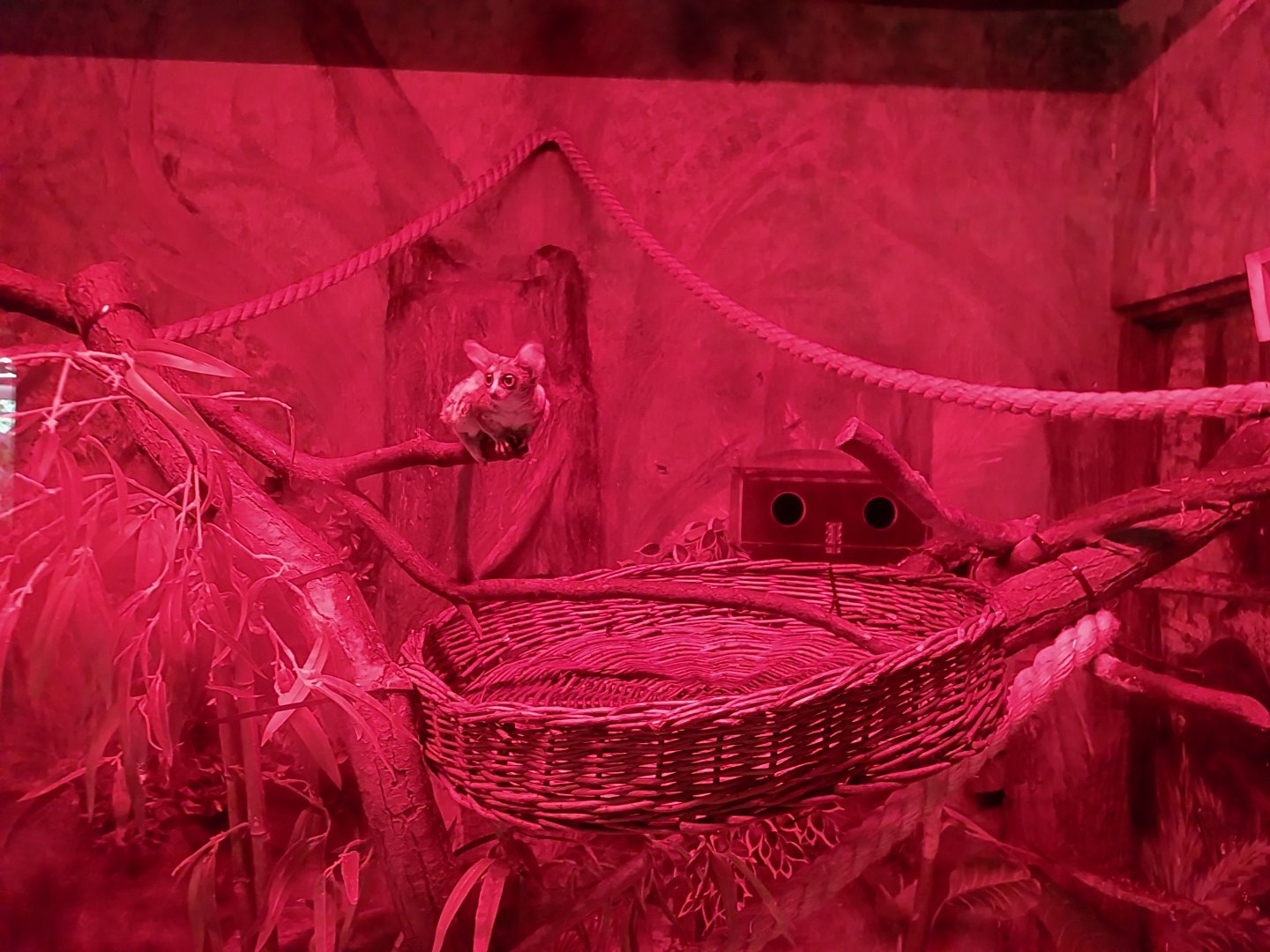 Small Mammal and Nocturnal House - Senegal Bushbaby (Galago senegalensis)