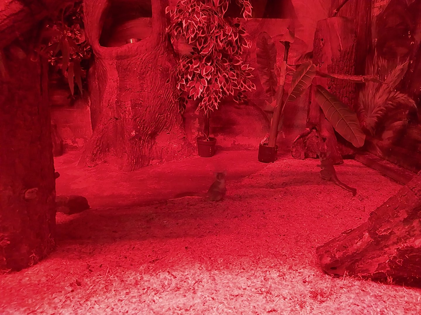 Small Mammal and Nocturnal House - Senegal Bushbaby (Galago senegalensis)