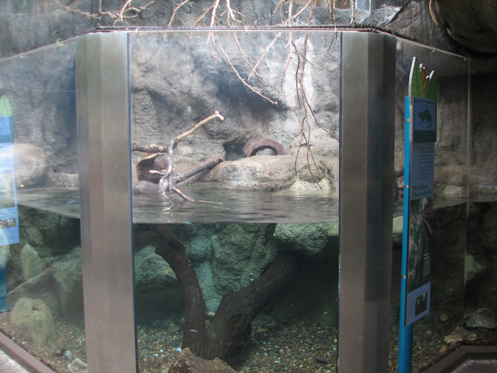 Small Mammal and Reptile House - Asian Small-clawed Otter and Prevosts Squi