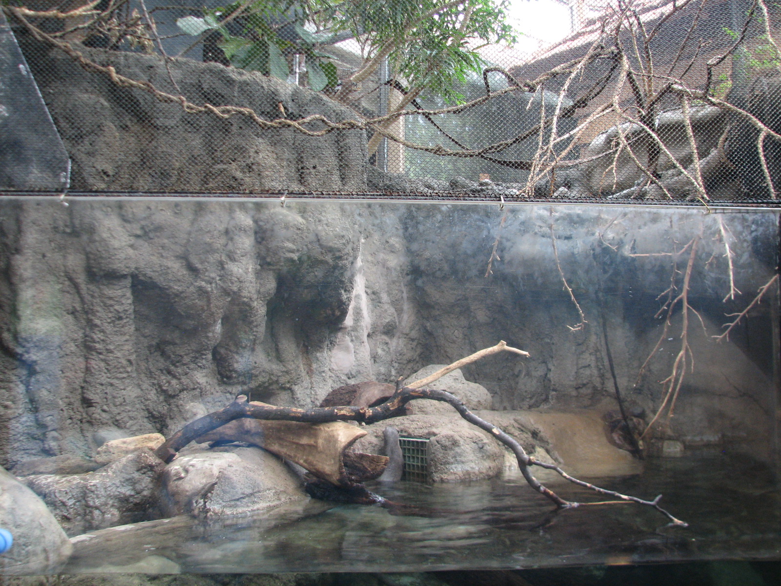 Small Mammal and Reptile House - Asian Small-clawed Otter and Prevosts Squi