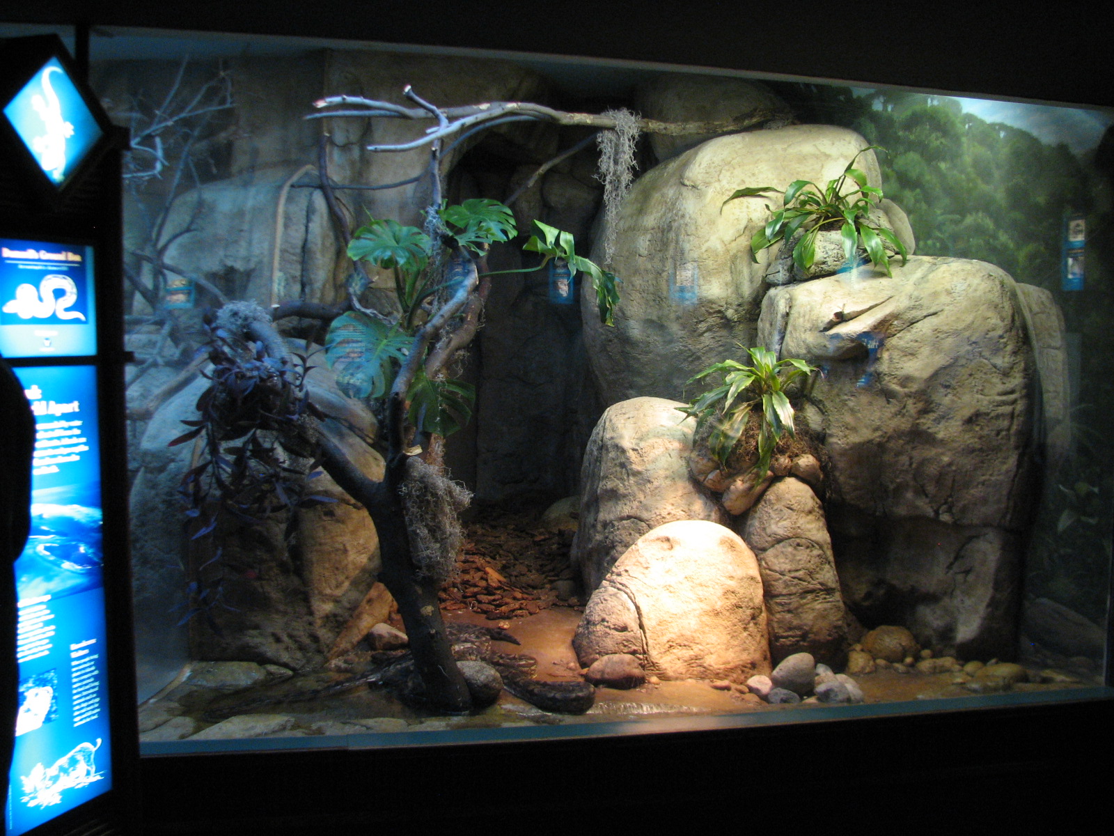 Small Mammal and Reptile House - Dumerils Ground Boa Exhibit