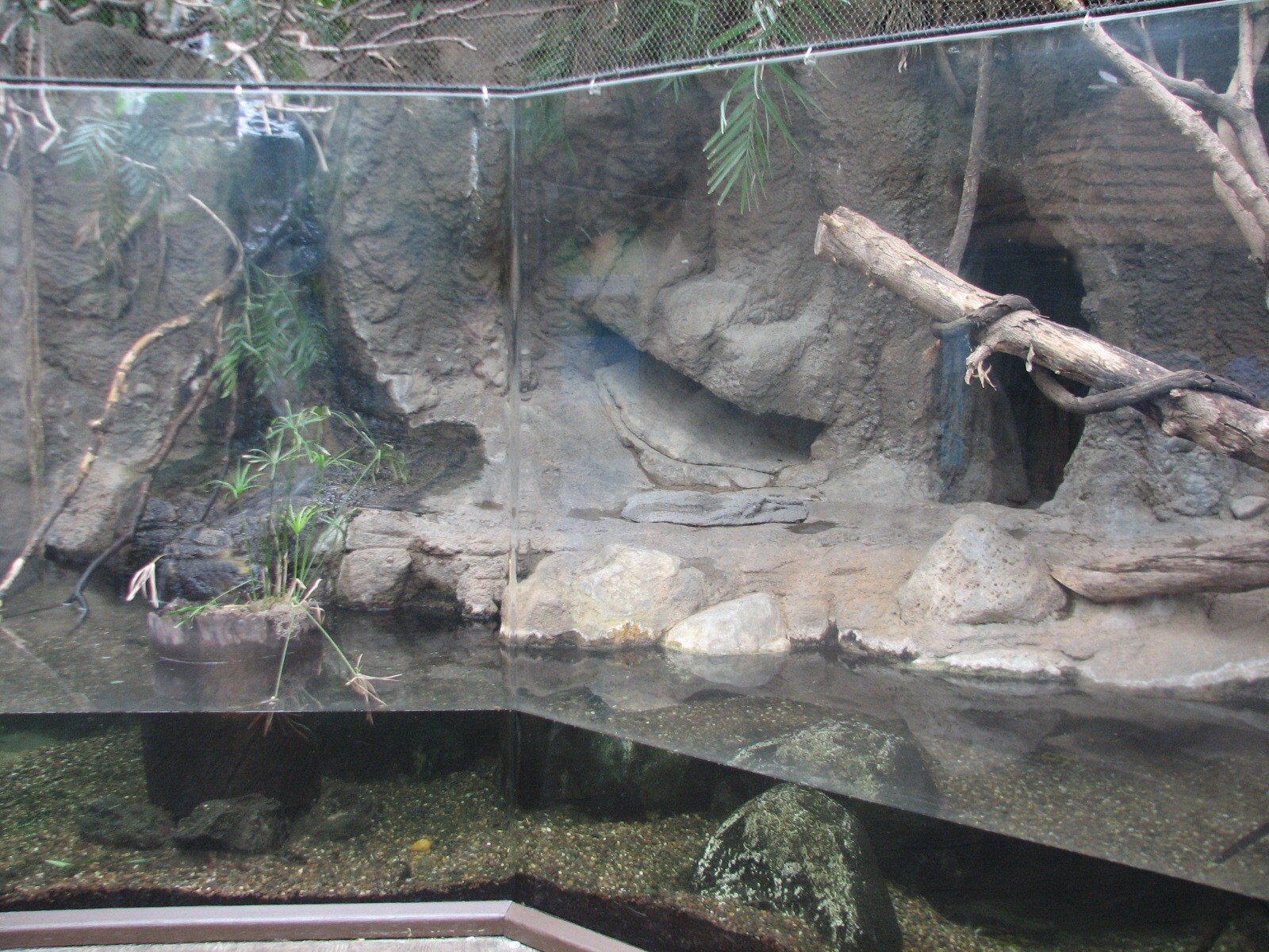 Small Mammal and Reptile House - Dwarf Caiman and Giant Guapote and White-f