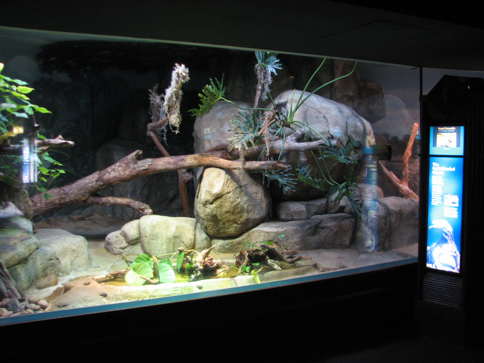 Small Mammal and Reptile House - Dwarf Crocodile Exhibit