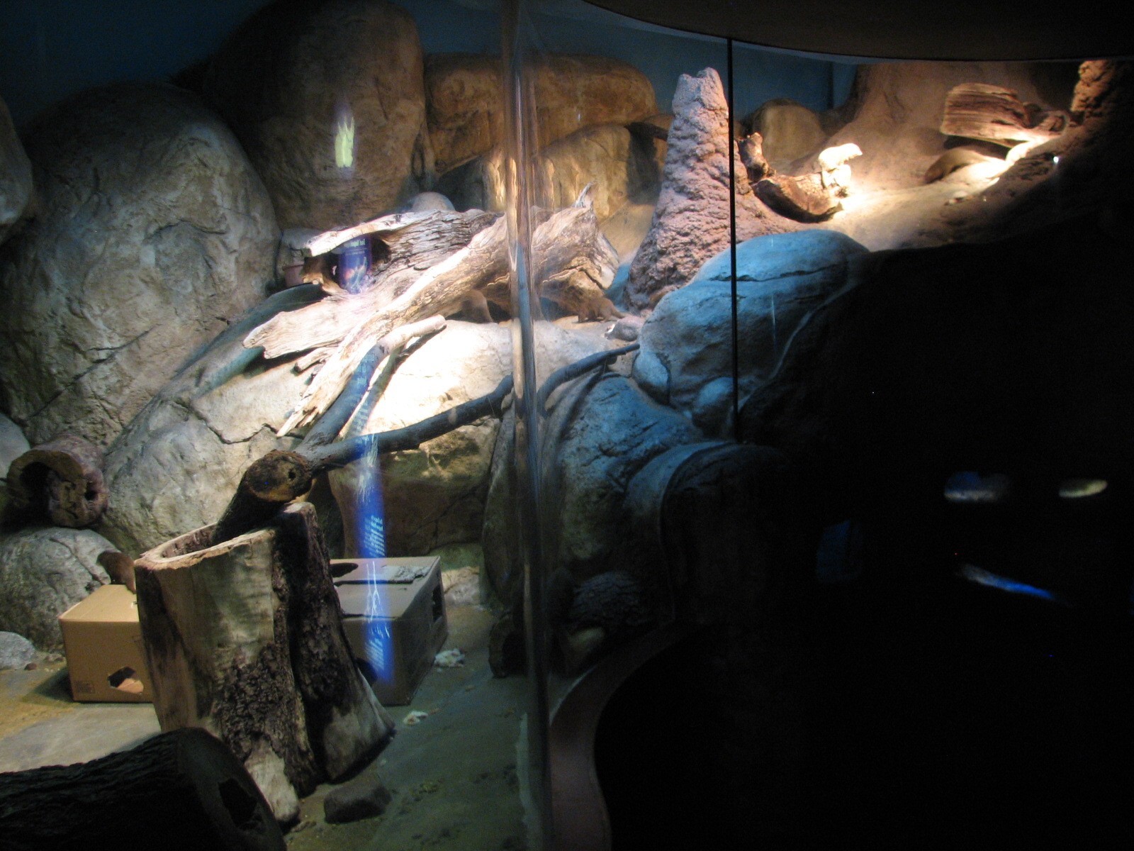 Small Mammal and Reptile House - Dwarf Mongoose Exhibit