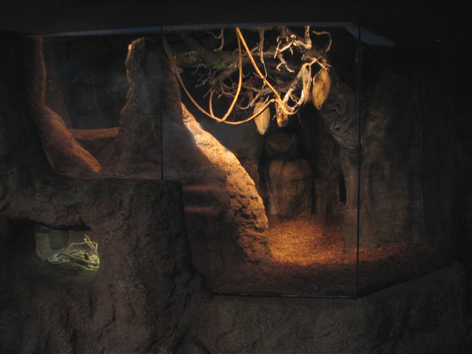 Small Mammal and Reptile House - Egyptian and Straw-colored Fruit Bats Exhi