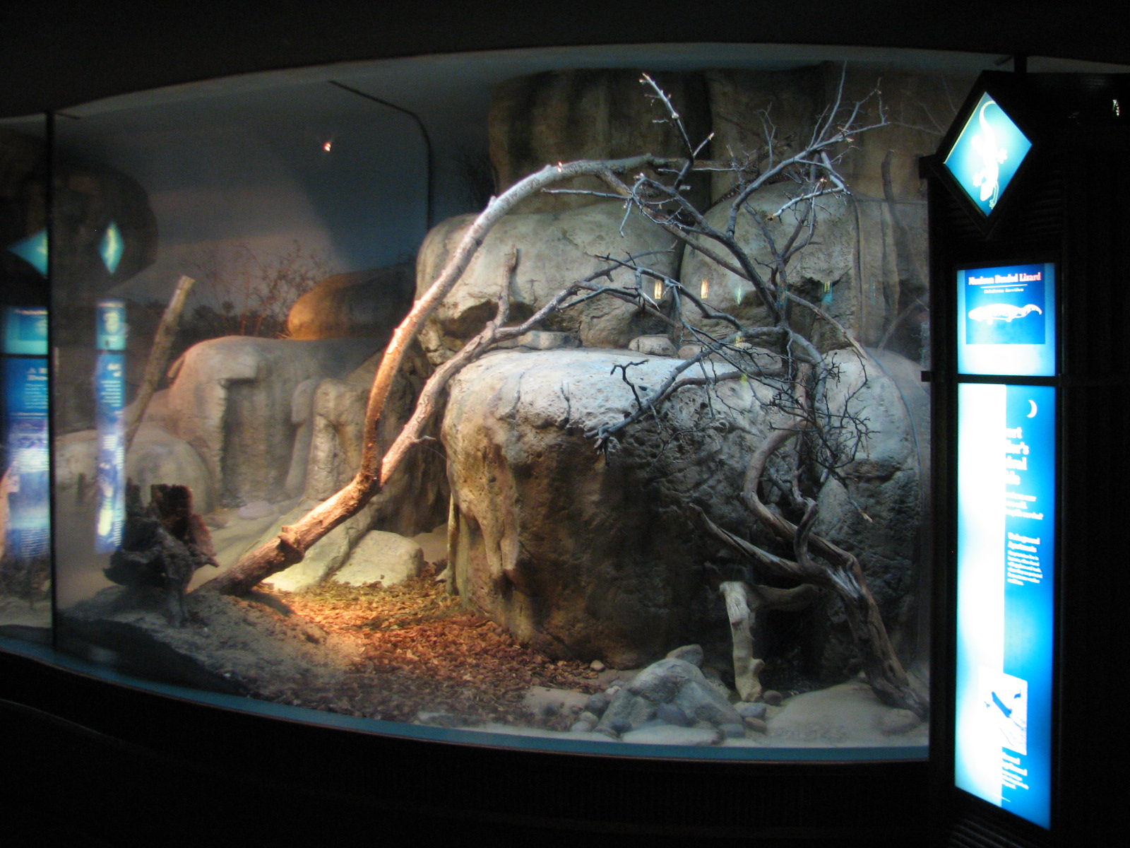 Small Mammal and Reptile House - Mexican Beaded Lizard Exhibit