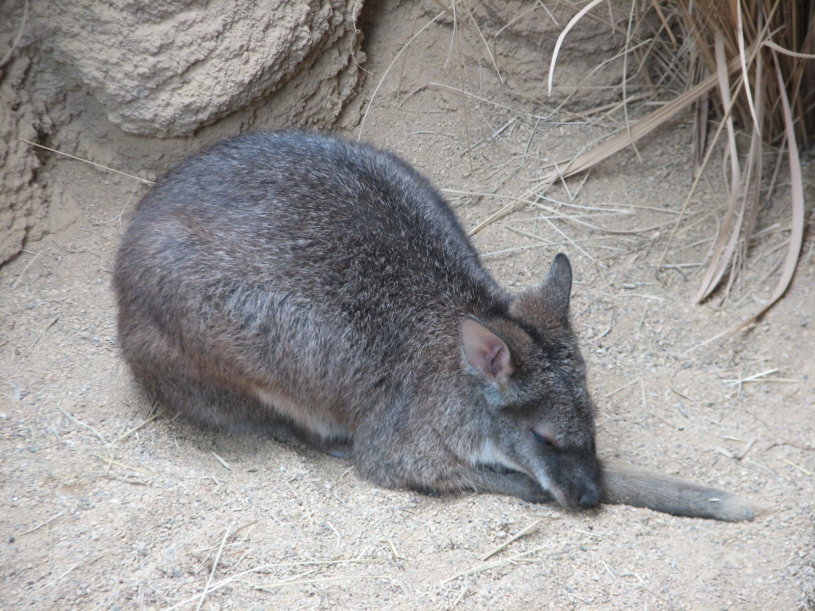 Small Mammal and Reptile House - Parma Wallaby Exhibit