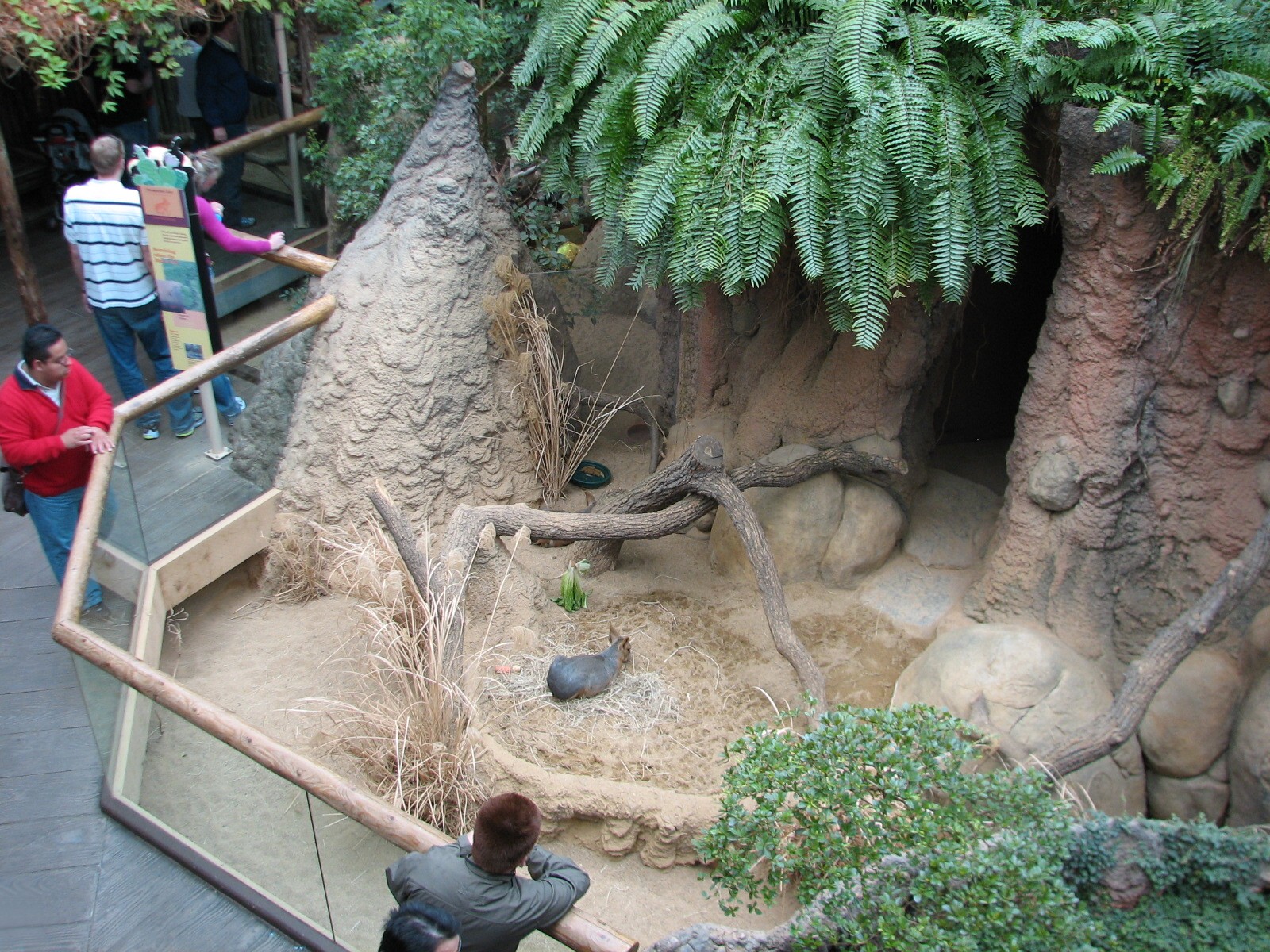 Small Mammal and Reptile House - Patagonian Cavy Exhibit
