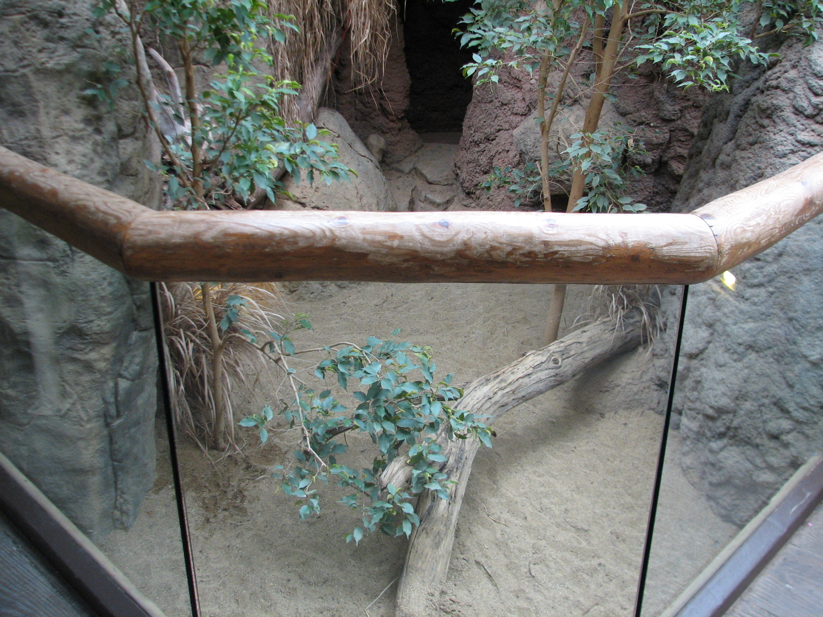 Small Mammal and Reptile House - Radiated Tortoise Exhibit