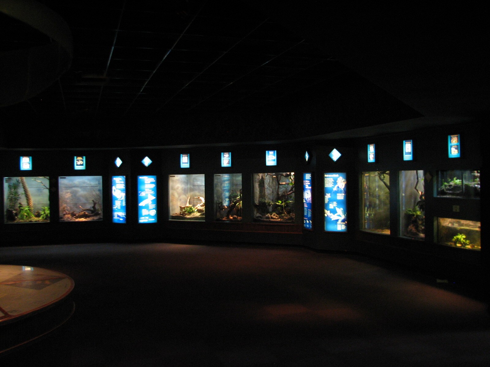 Small Mammal and Reptile House - Reptile Wall Exhibits