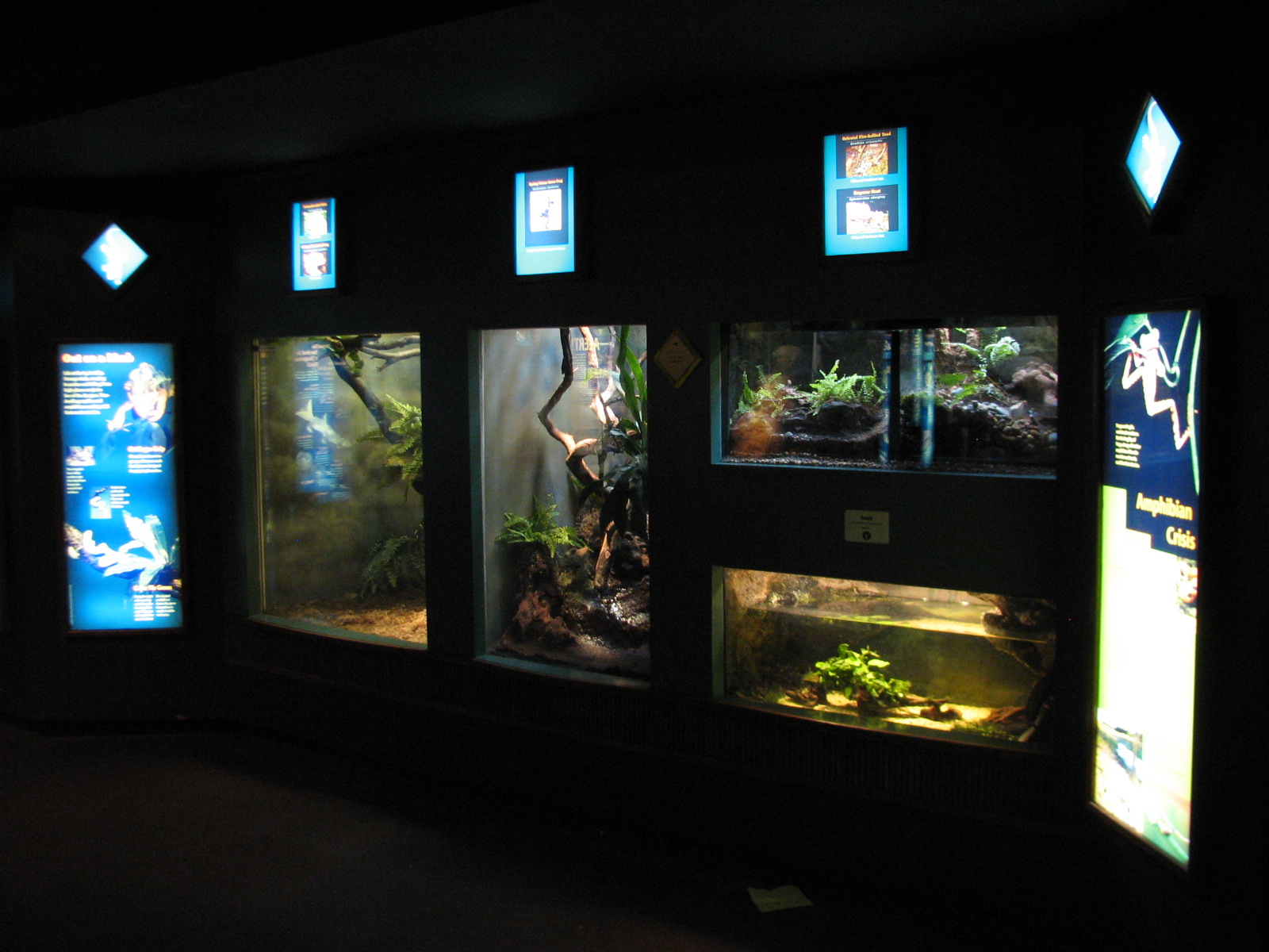 Small Mammal and Reptile House - Reptile Wall Exhibits