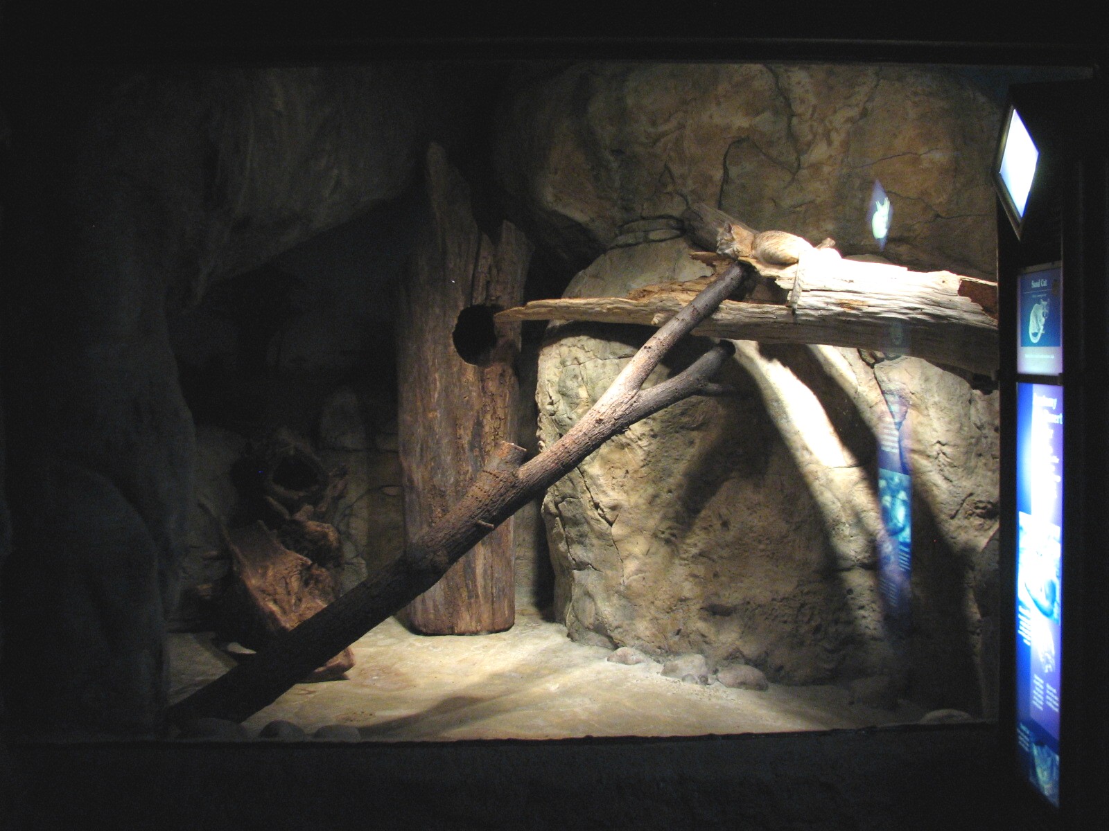 Small Mammal and Reptile House - Sand Cat Exhibit
