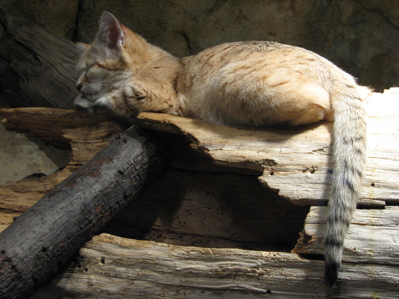 Small Mammal and Reptile House - Sand Cat Exhibit