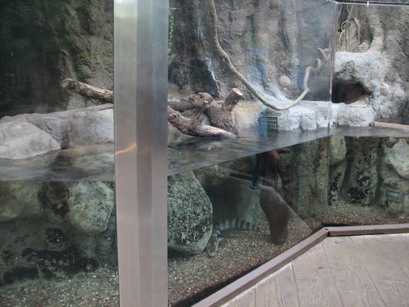 Small Mammal and Reptile House - Spectacled Caiman Exhibit