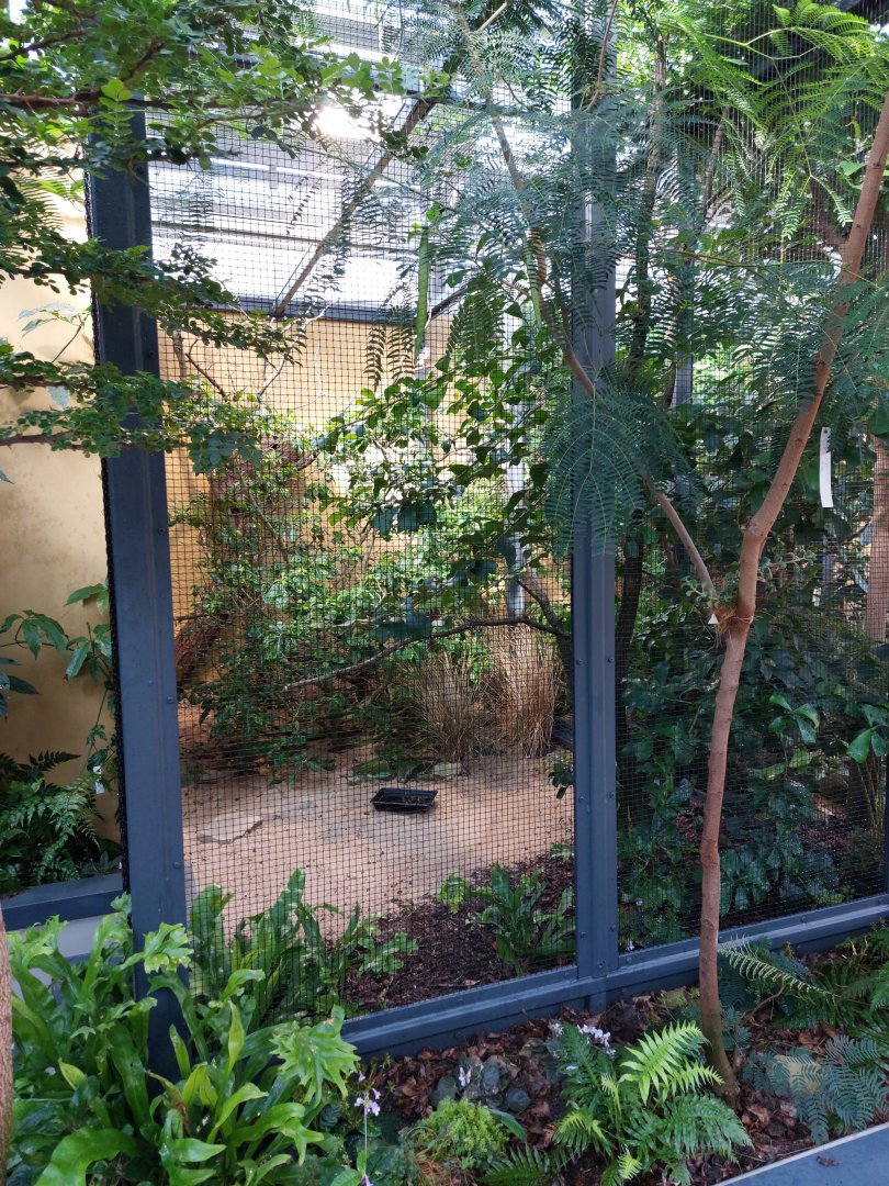 Small mammal & bird house - African pygmy falcon aviary