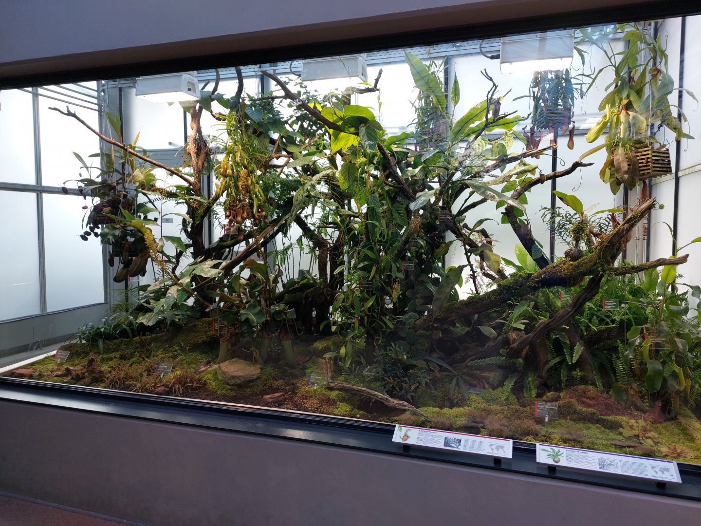 Small mammal & bird house - carnivorous plants