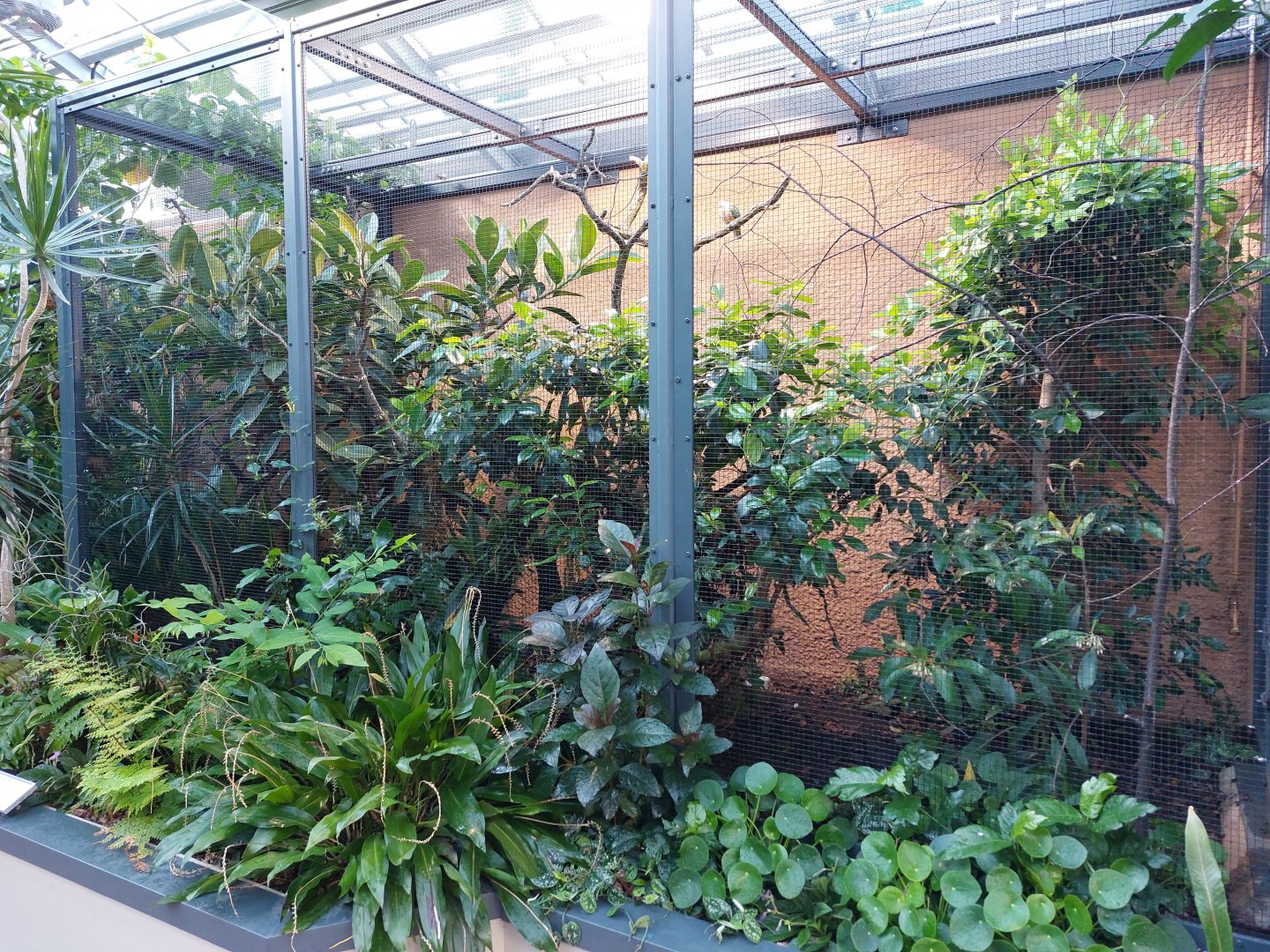 Small mammal & bird house - King bird of paradise and fruit dove aviary