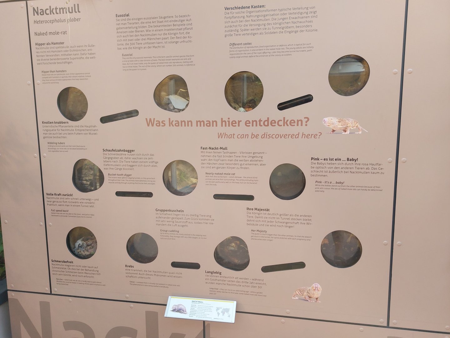 Small mammal & bird house - Naked mole rats