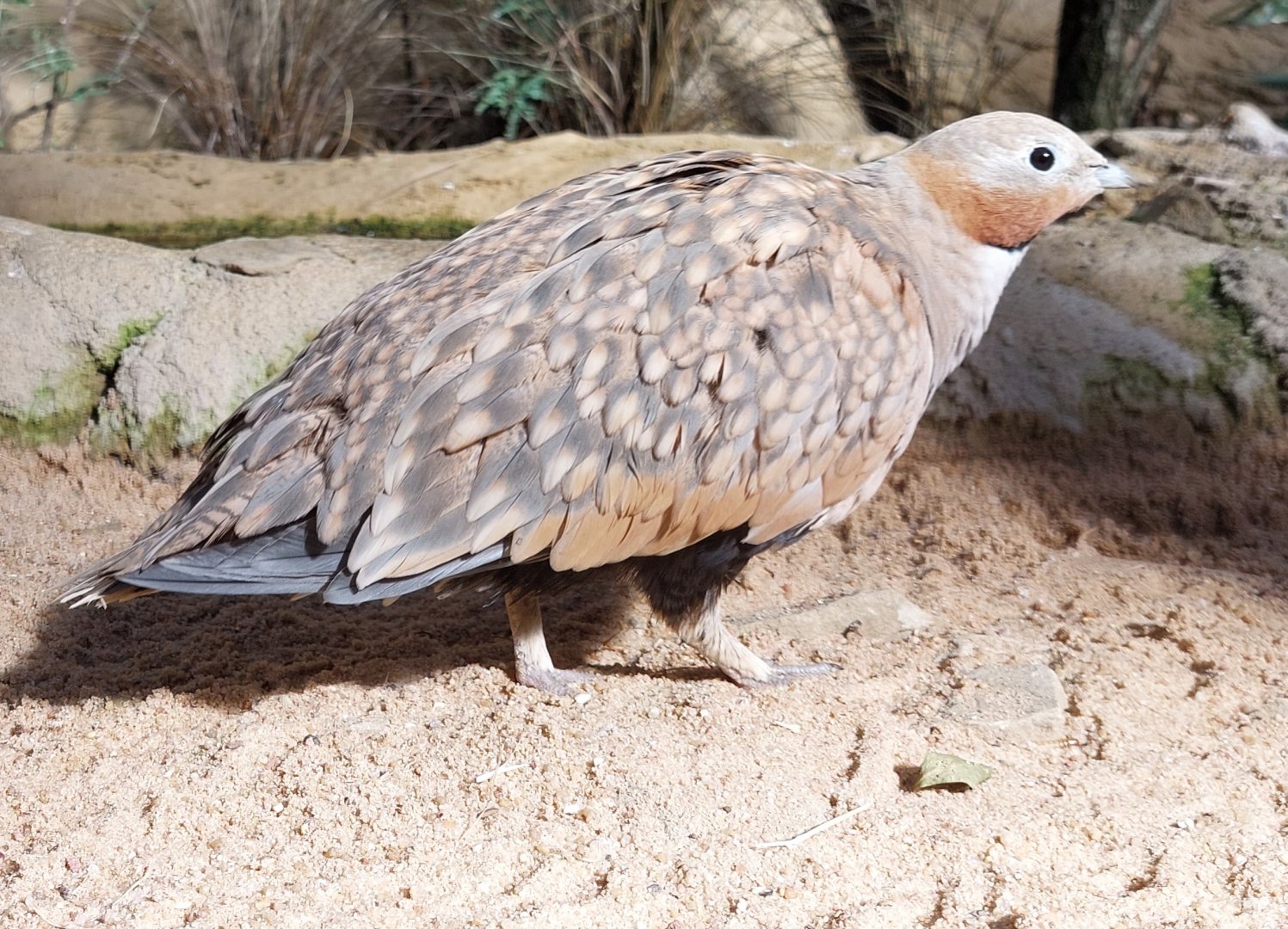 Small mammal & bird house - Sandgrouse