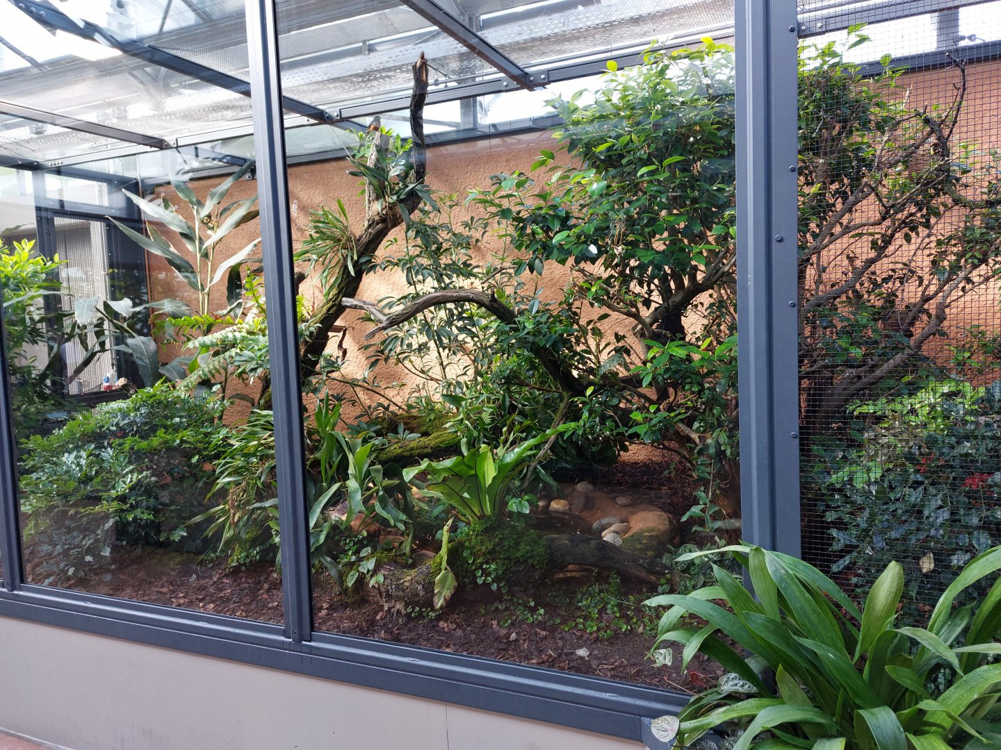 Small mammal & bird house - SE-Asian birds