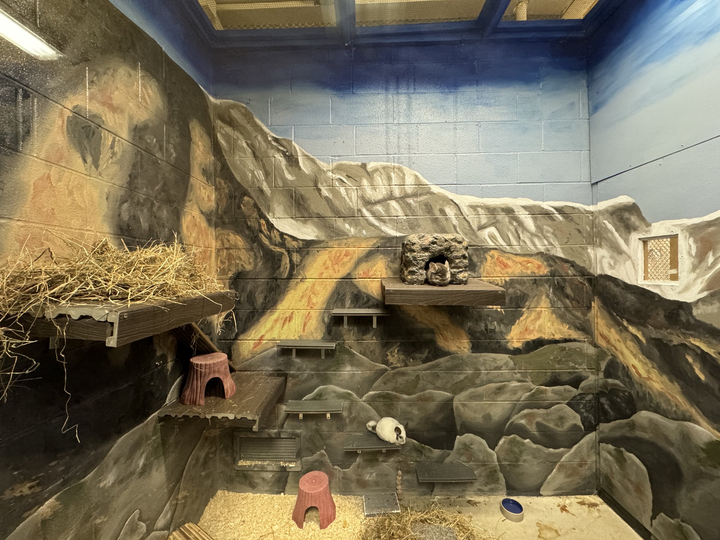 Small mammal building - Chinchilla exhibit