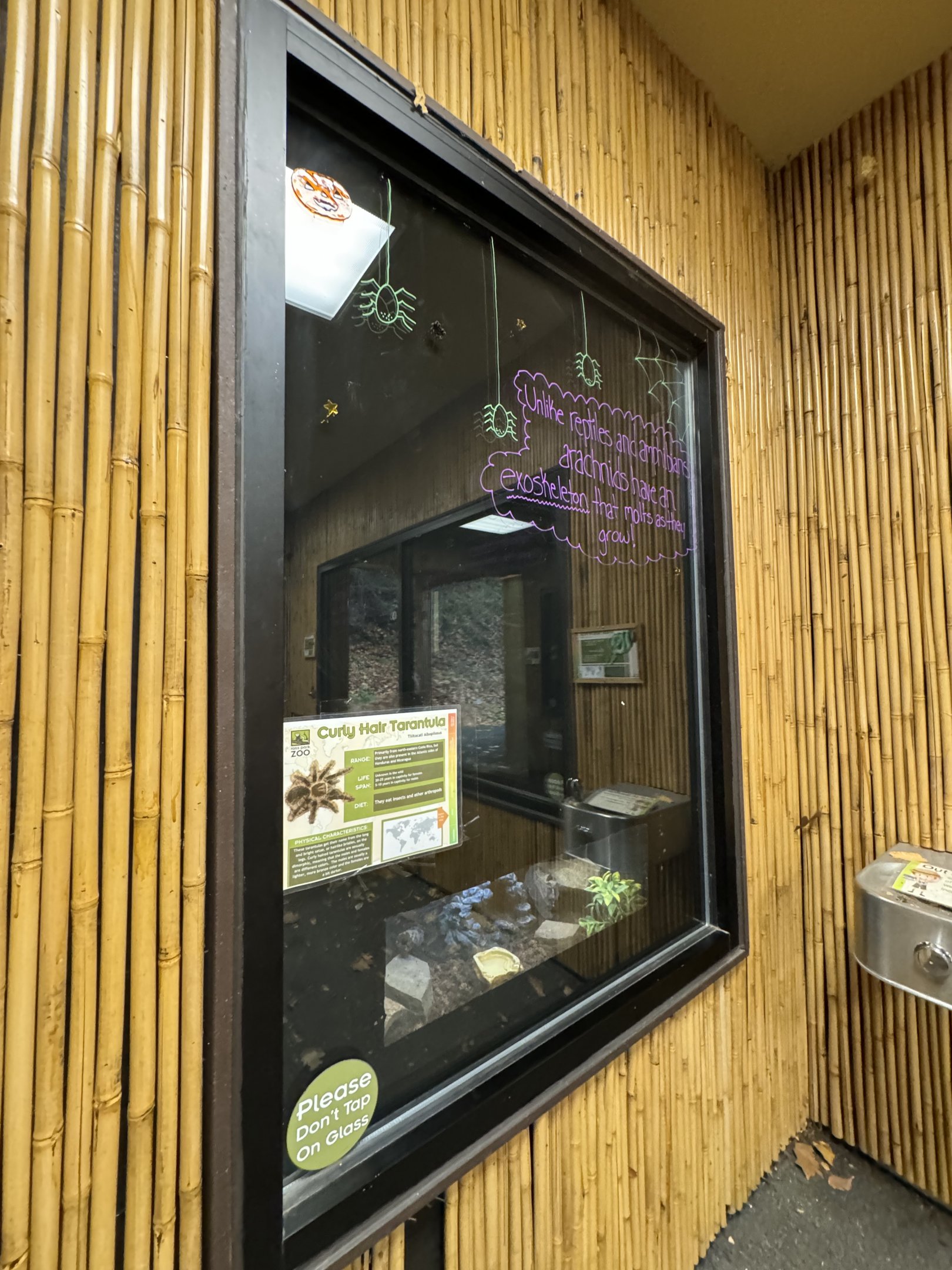 Small mammal building - Curlyhair tarantula exhibit