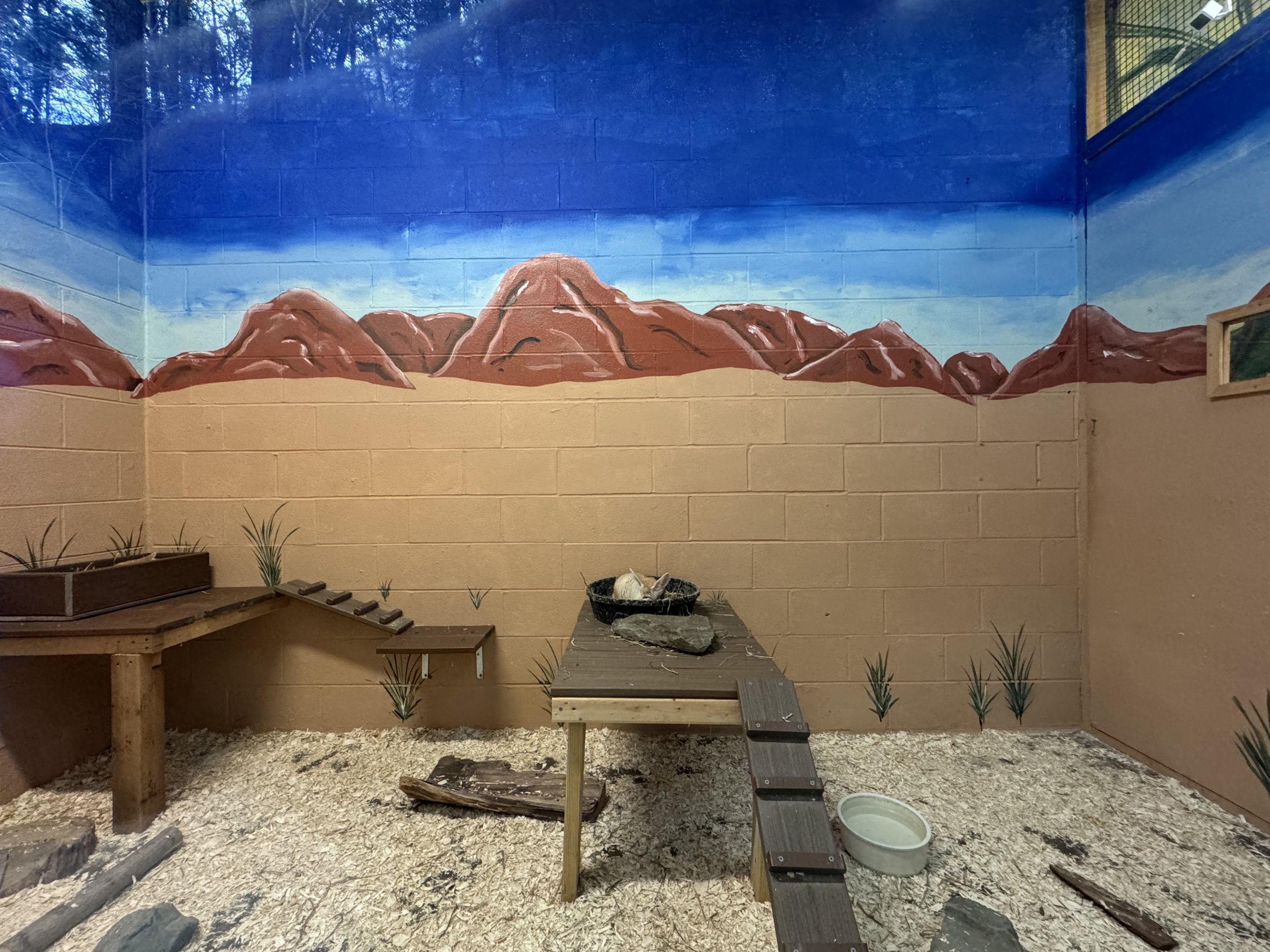 Small mammal building - Fennec fox exhibit