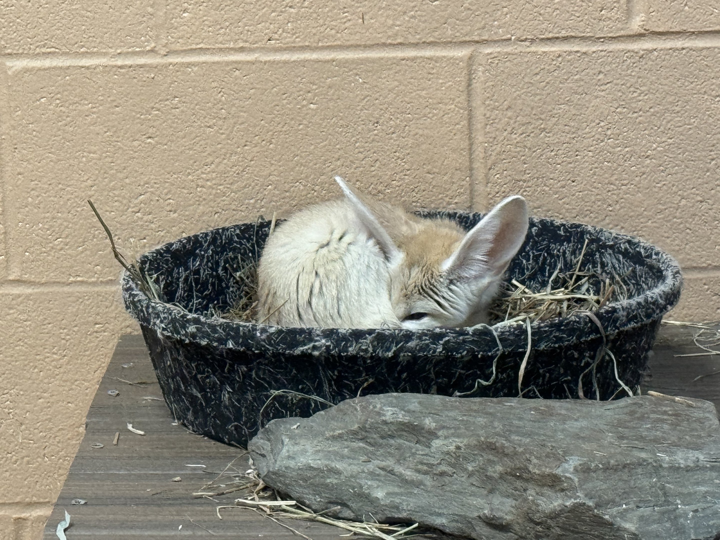 Small mammal building - Fennec fox