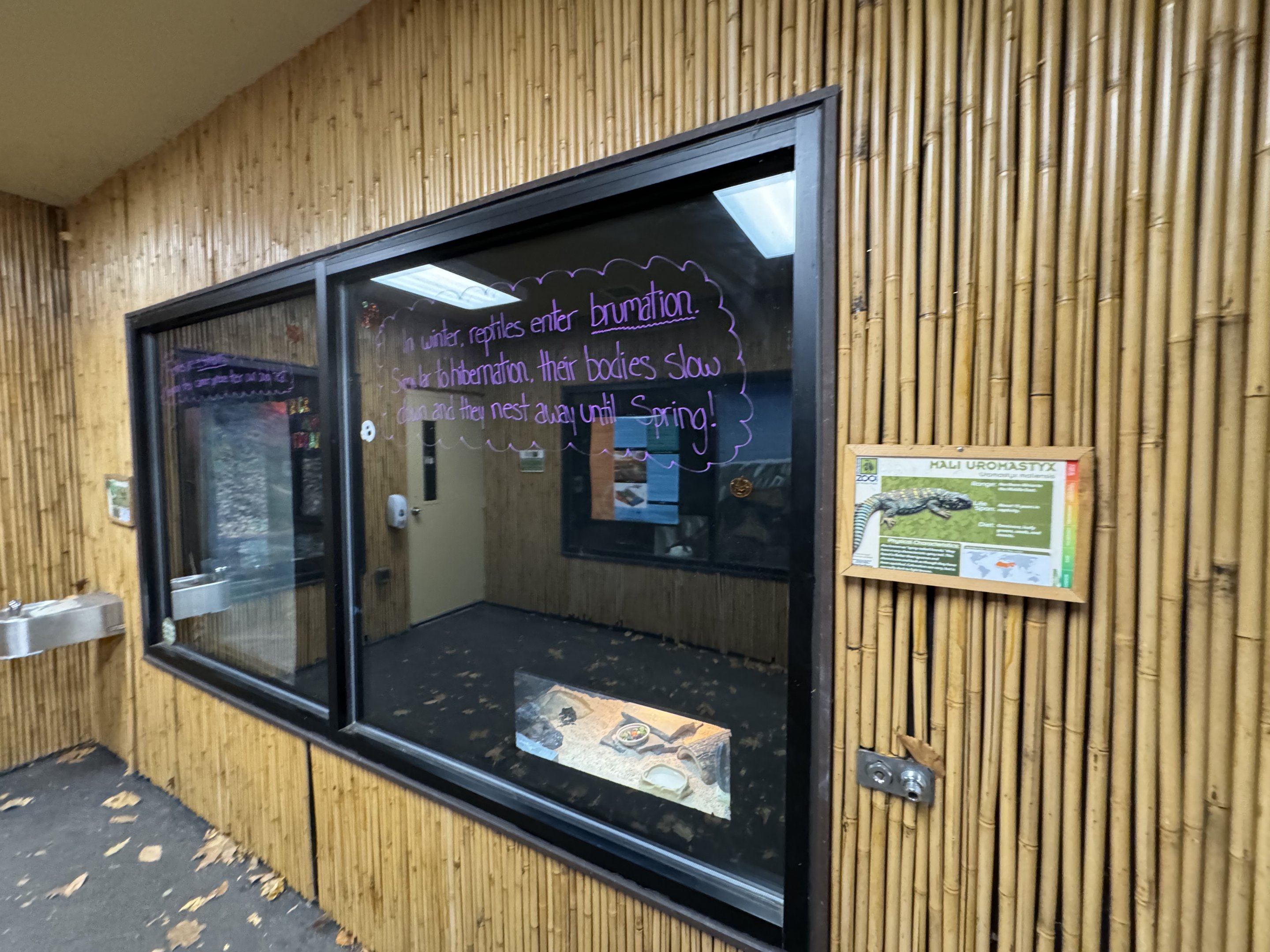 Small mammal building - Mali uromastyx exhibit