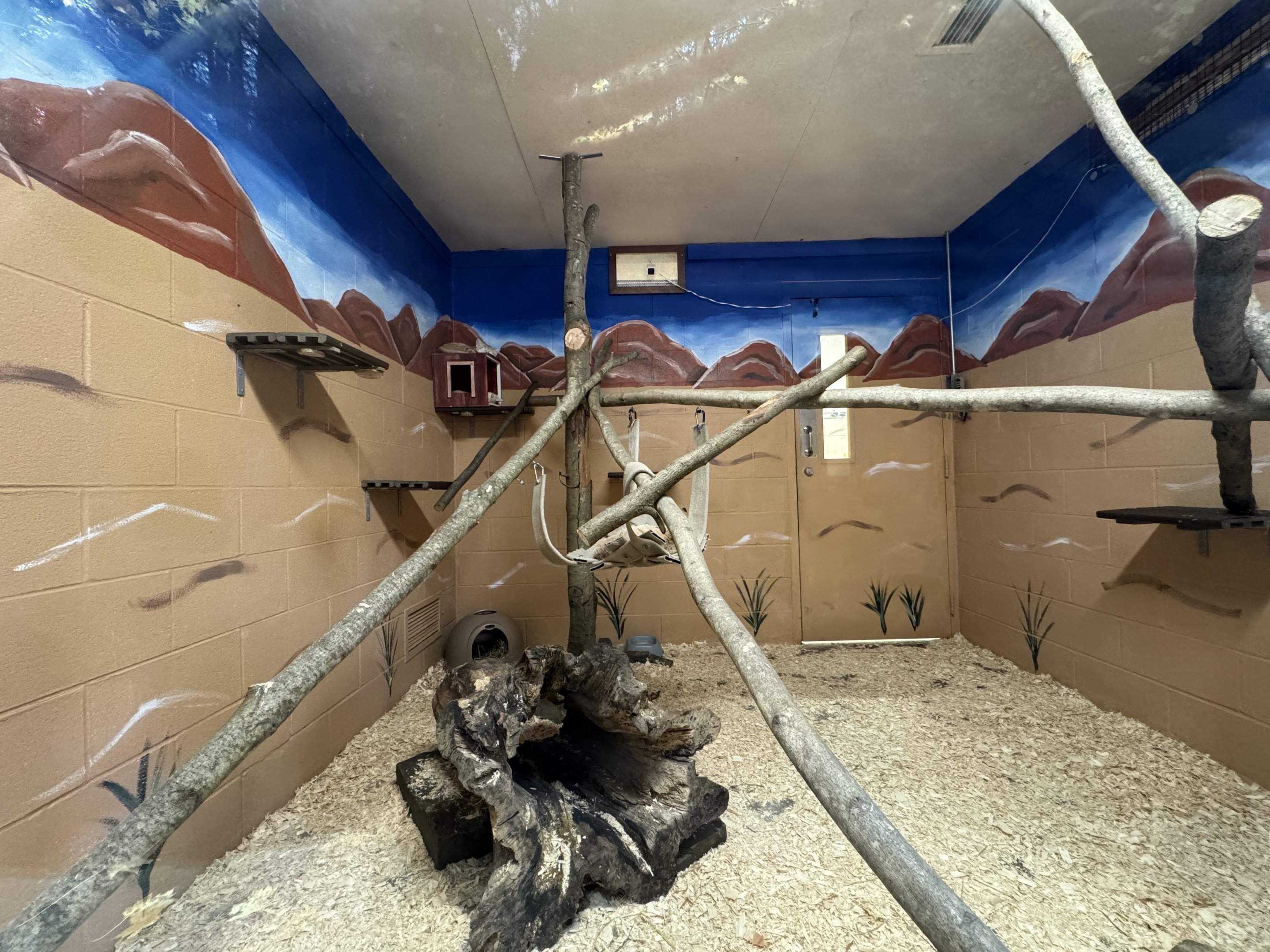 Small mammal building - Sand cat exhibit #1