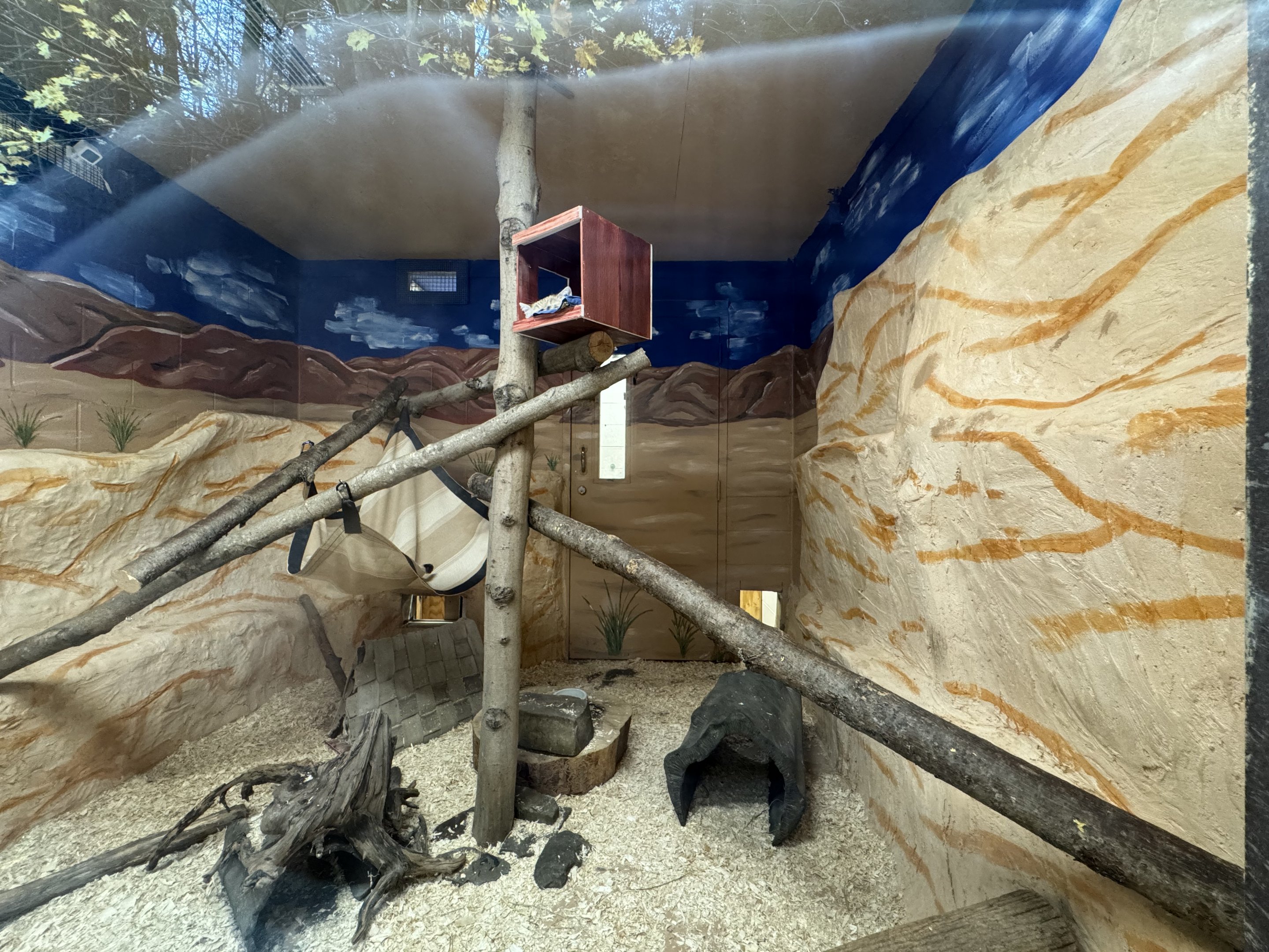 Small mammal building - Sand cat exhibit #2