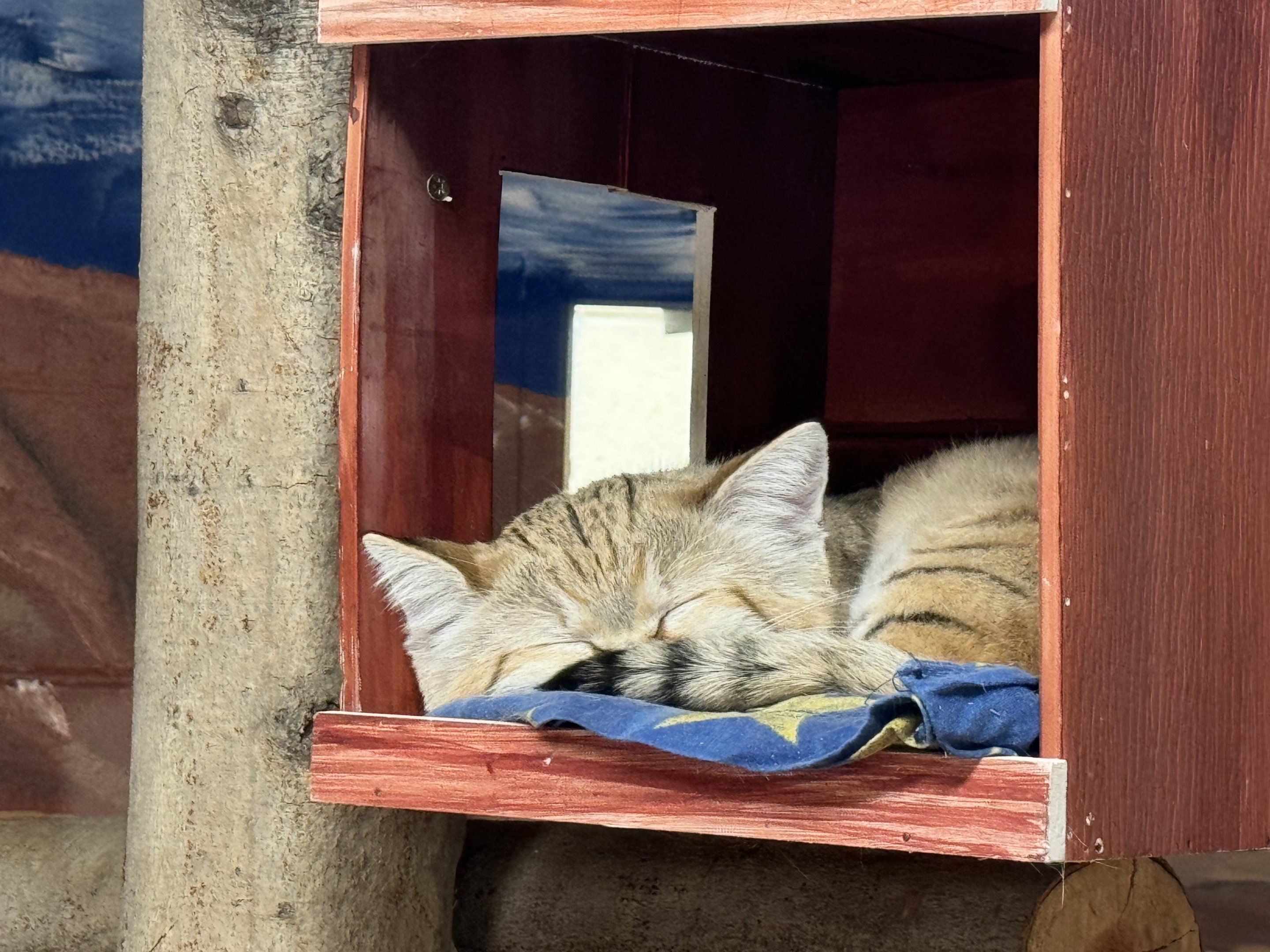 Small mammal building - Sand cat