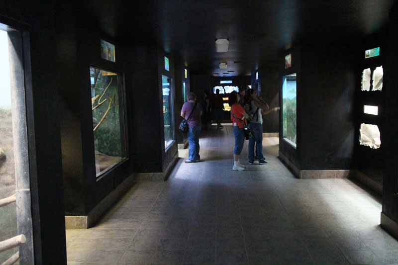 small mammal building