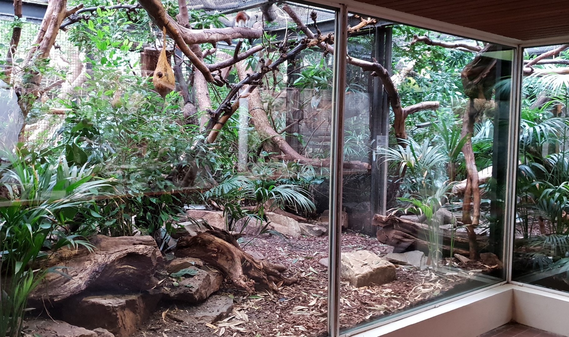 Small Mammal House - A second Cotton-top tamerin enclosure ( conected with the first enclosure )