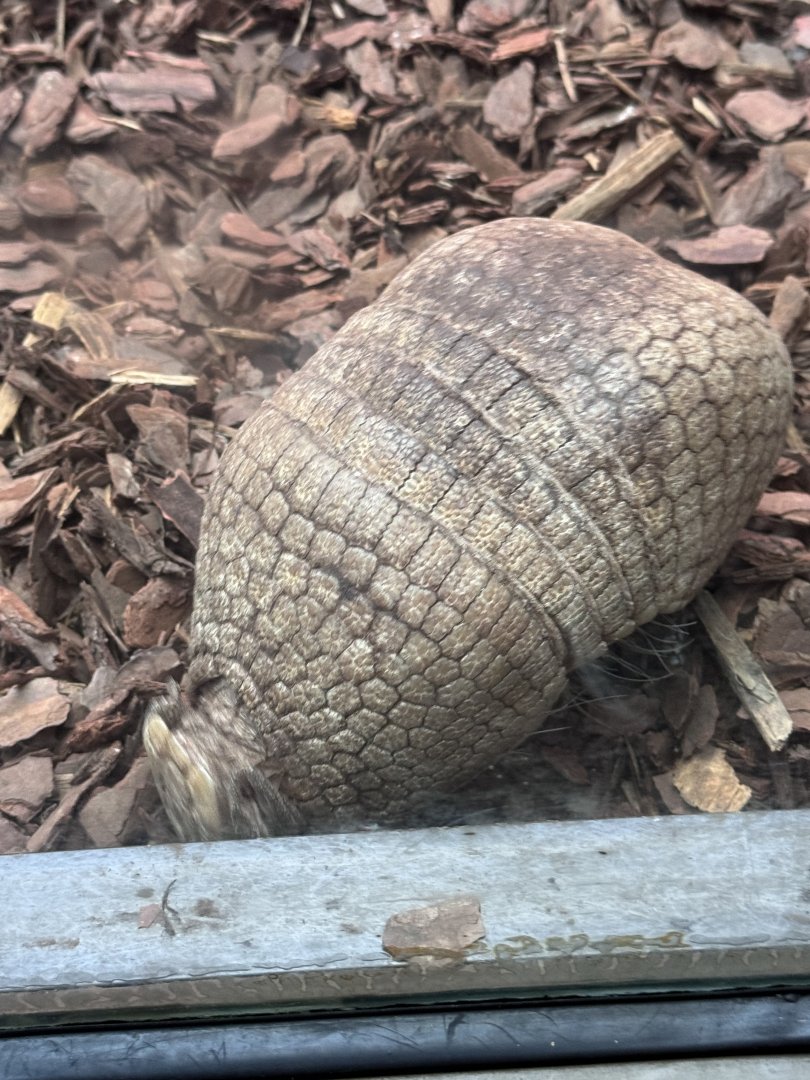 Small Mammal House- a VERY OLD three-banded armadillo