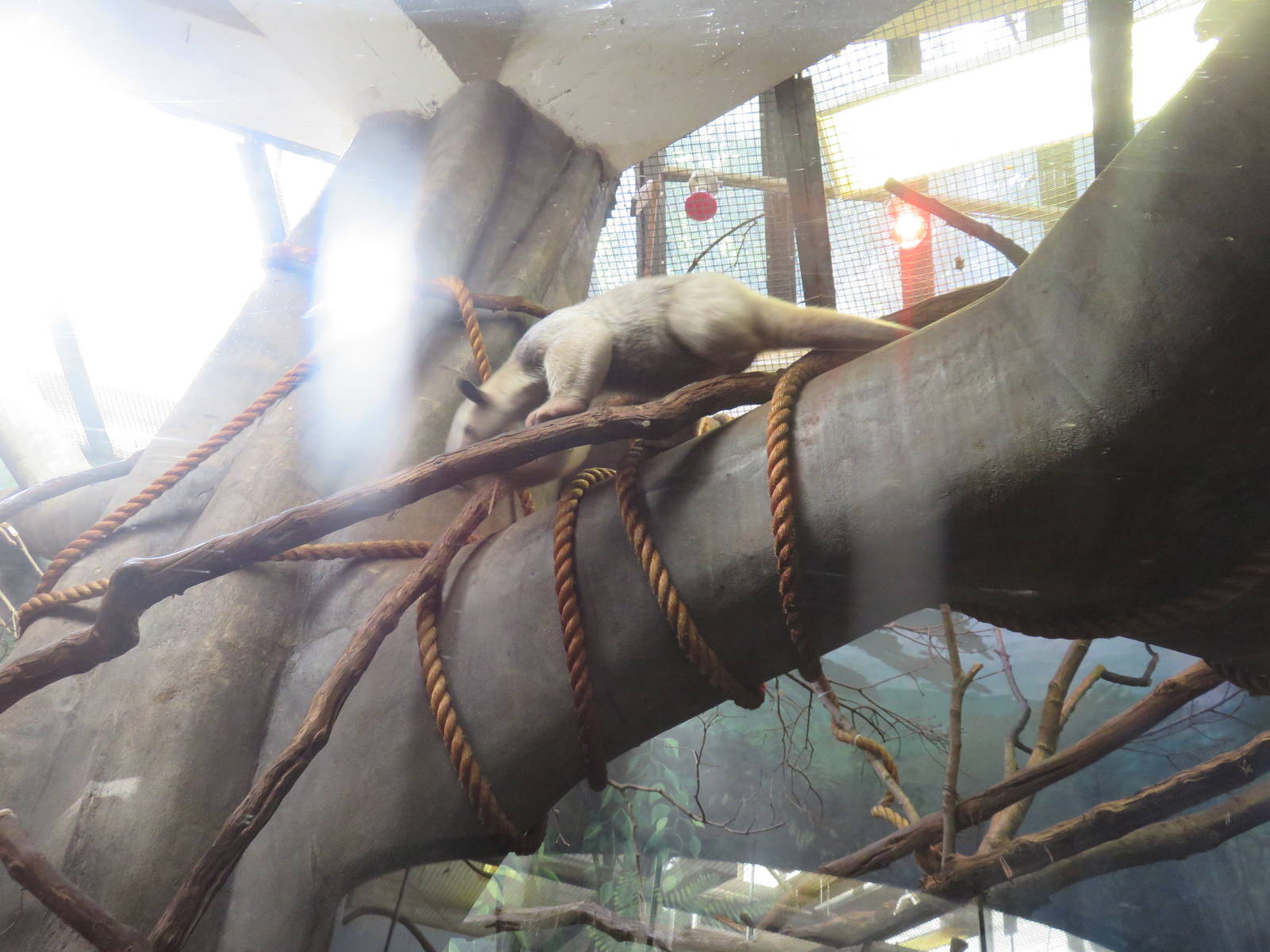 Small Mammal House - Aardvark - Yea not really