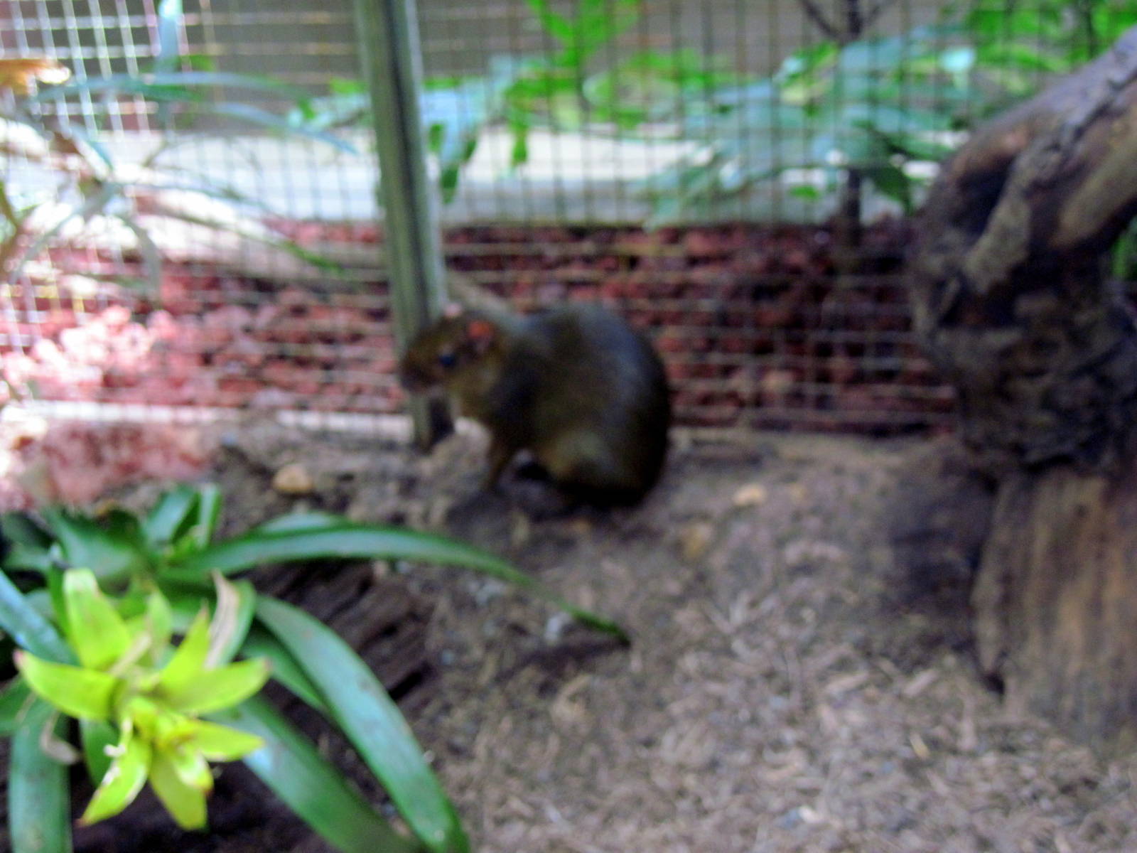 Small Mammal House-Acouchi