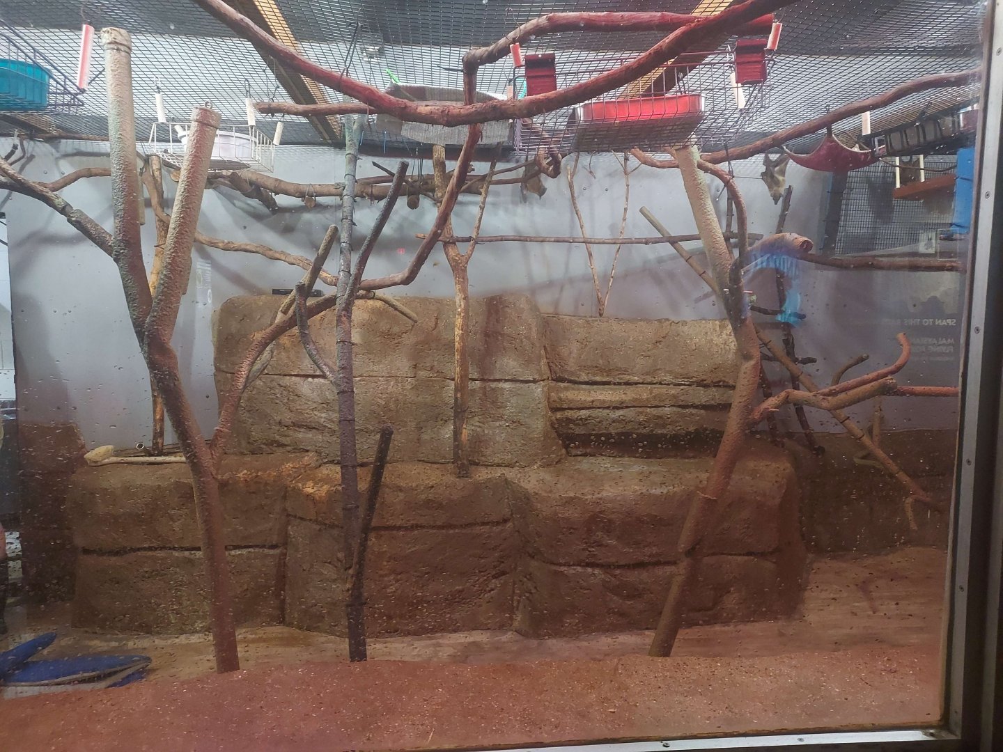 Small Mammal House - African Staw-colored Fruit Bat Exhibit (Day Lighting)