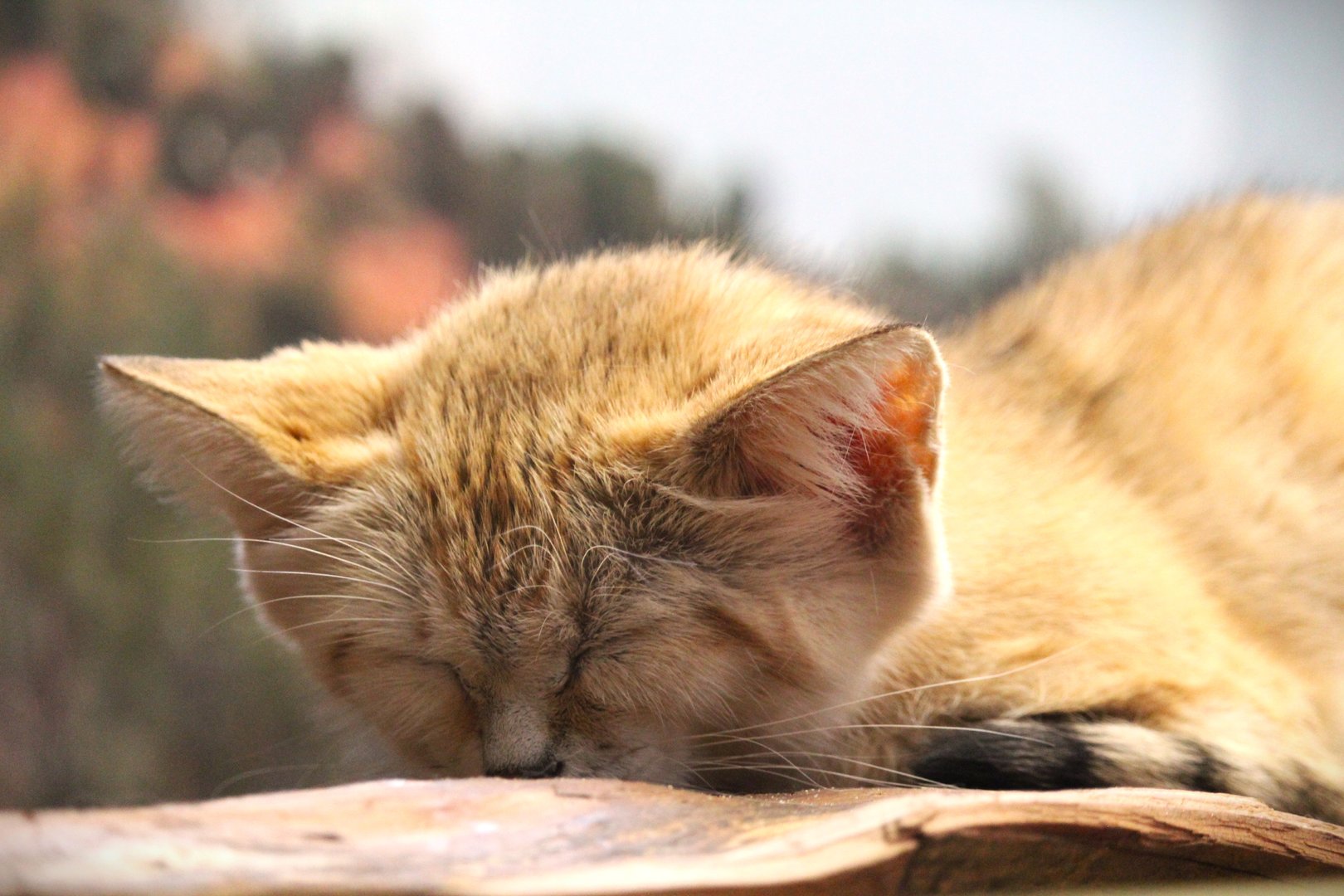 Small Mammal House - Asian Sand Cat