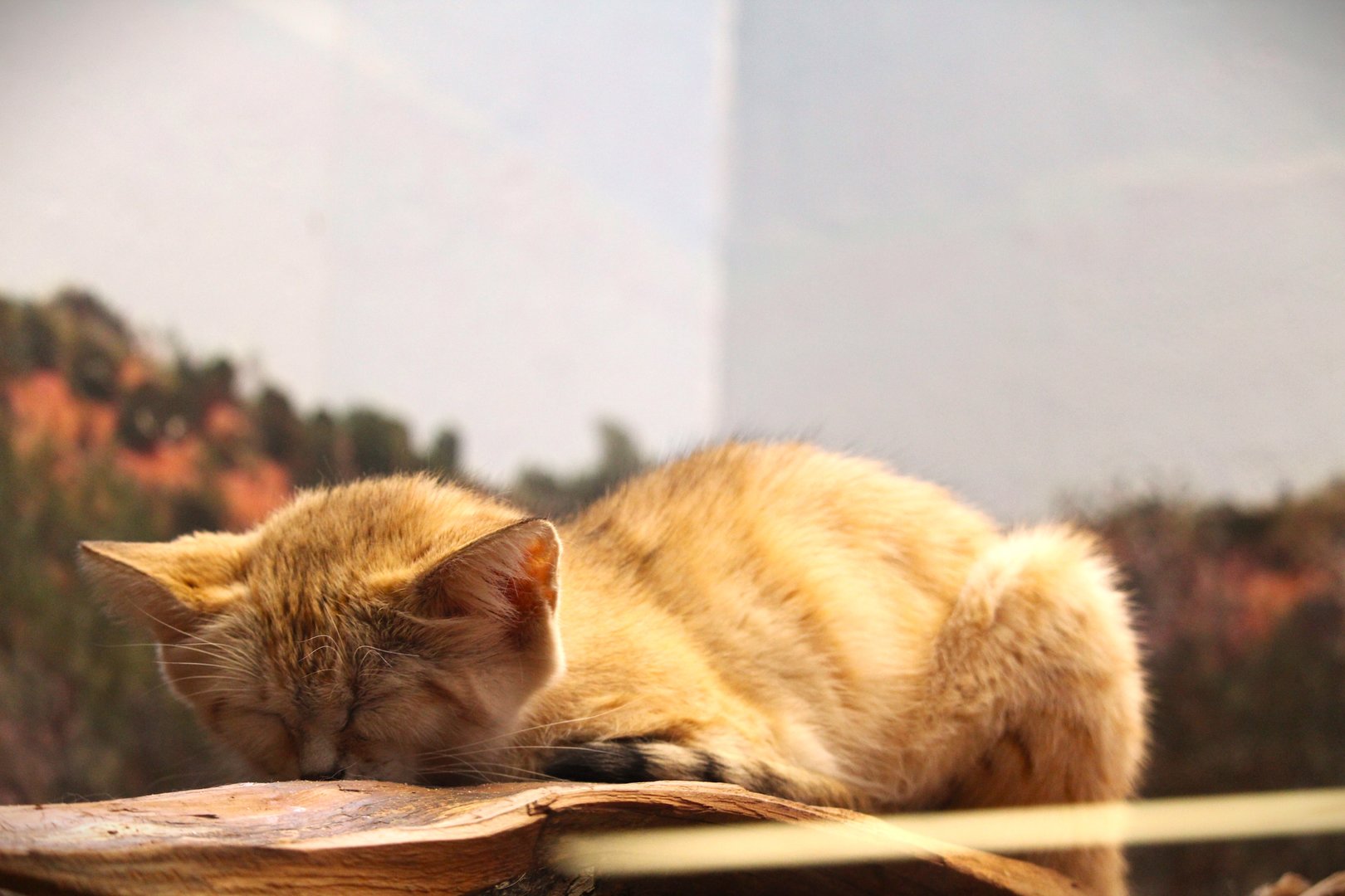 Small Mammal House - Asian Sand Cat