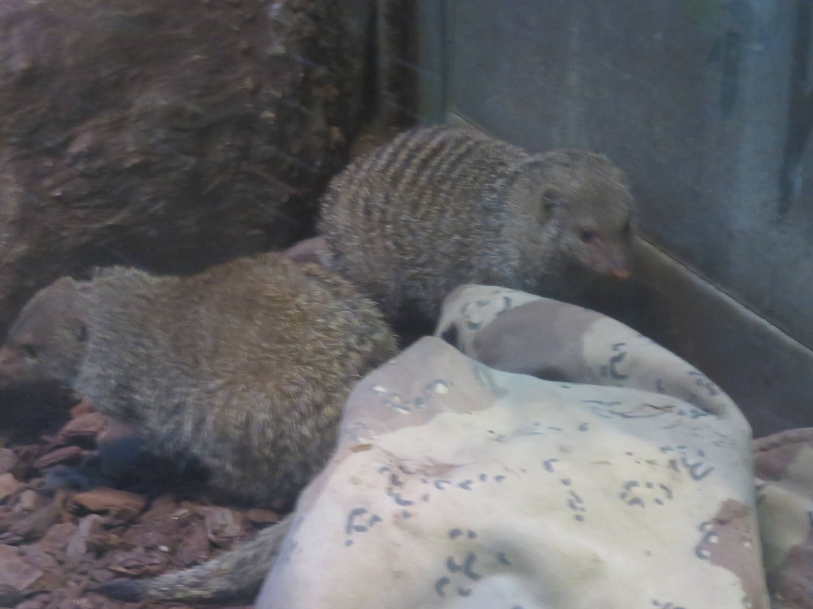 Small Mammal House - Banded Mongoose
