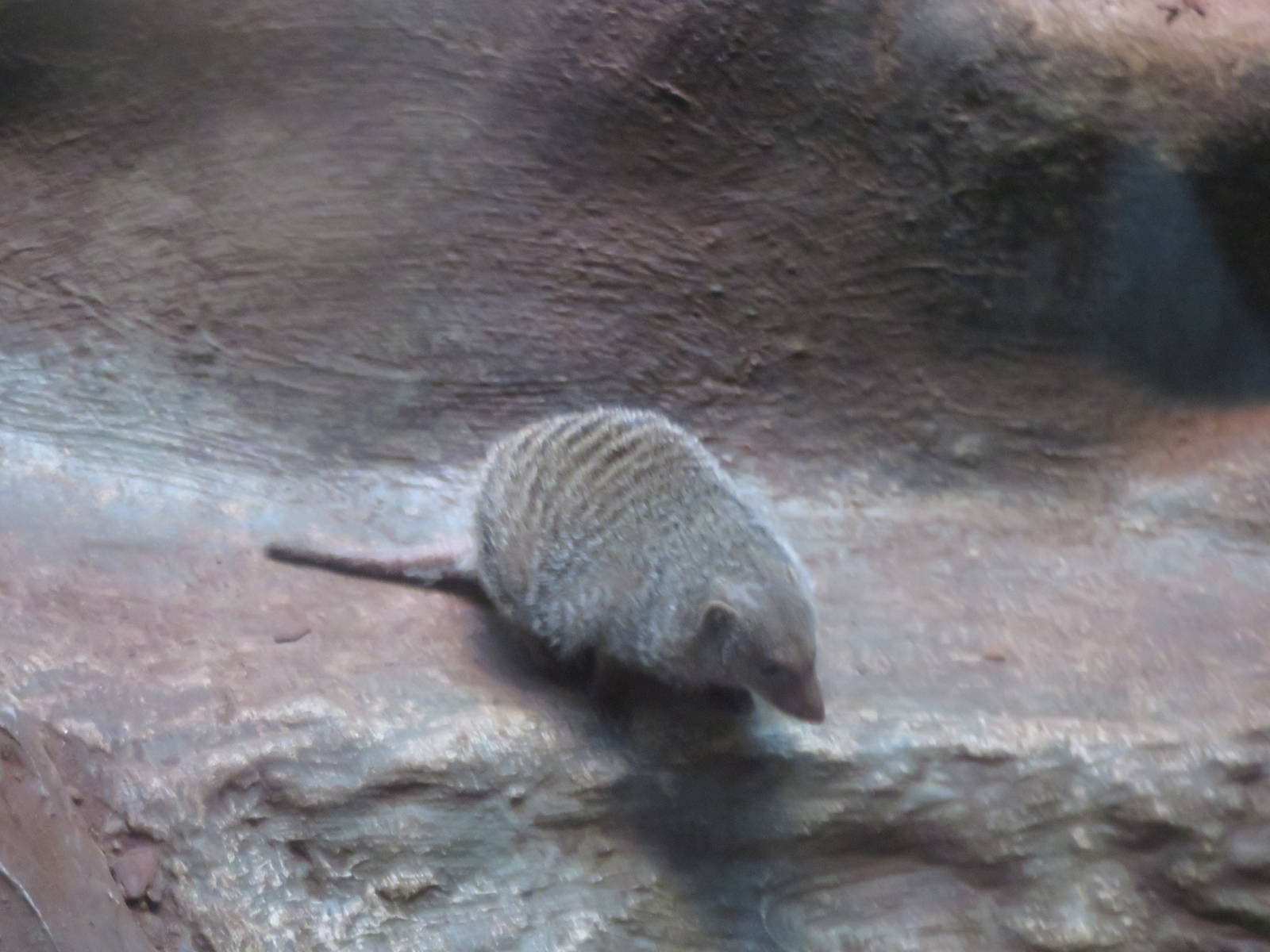 Small Mammal House - Banded Mongoose