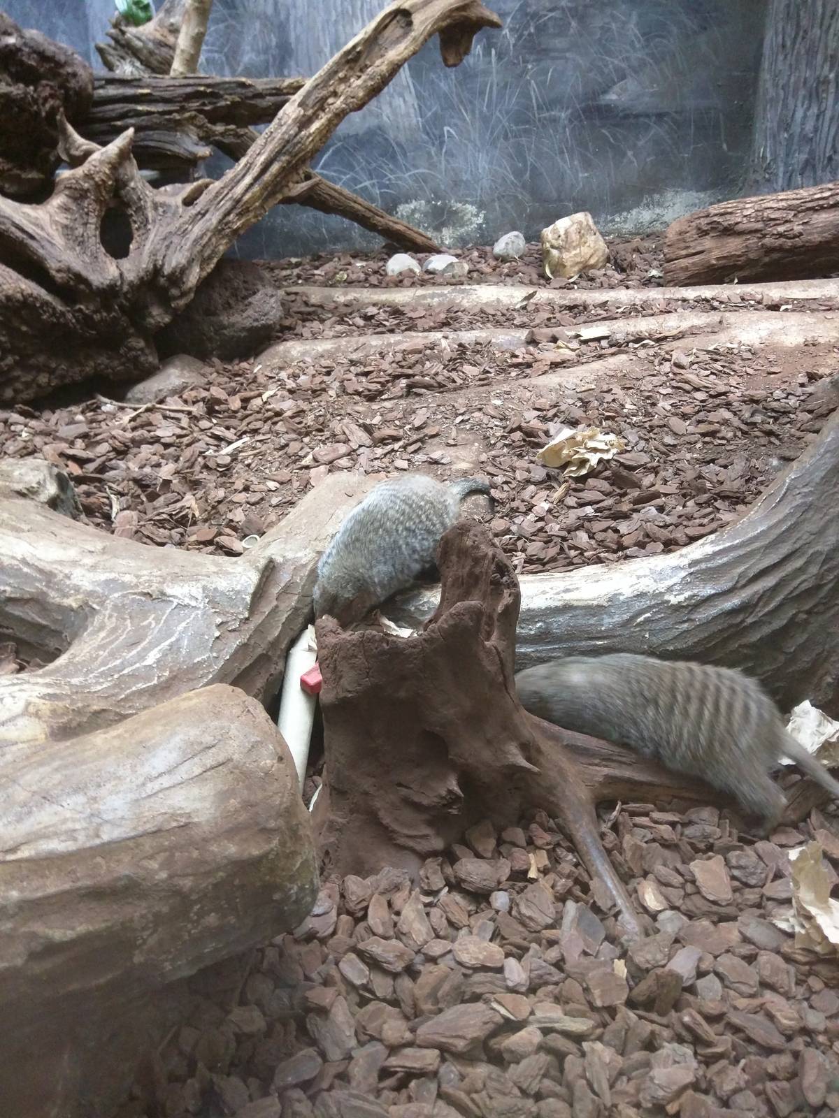 Small Mammal House - Banded Mongoose