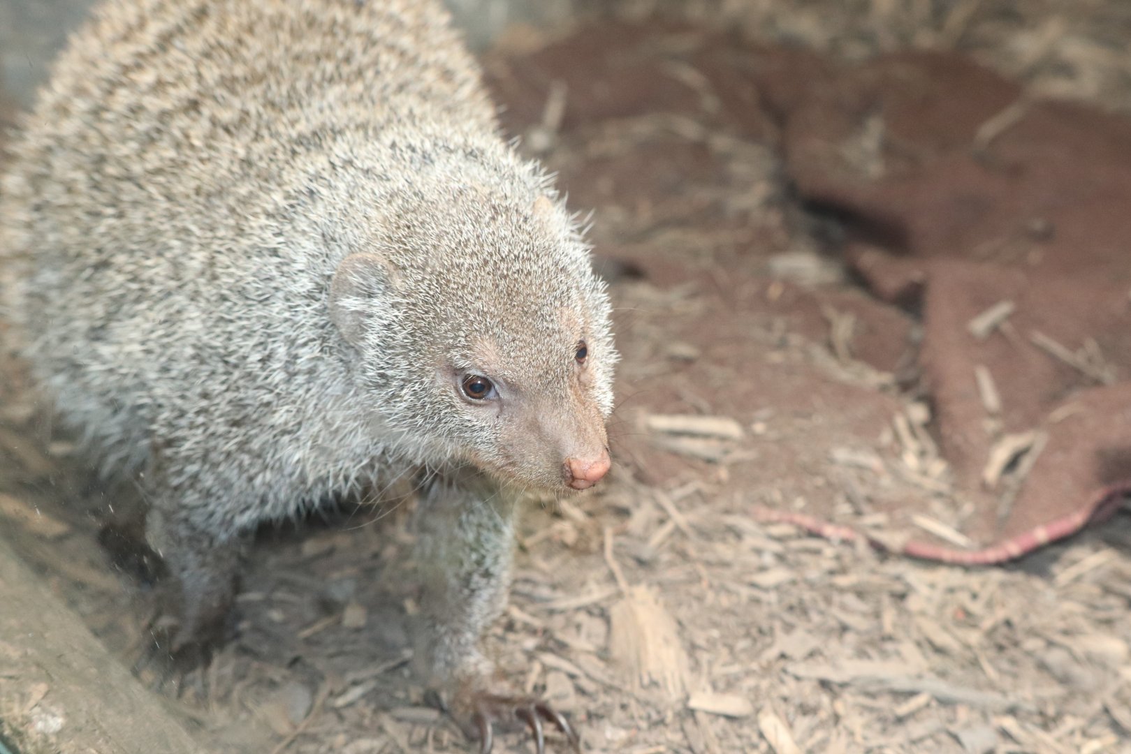 Small Mammal House - Banded Mongoose