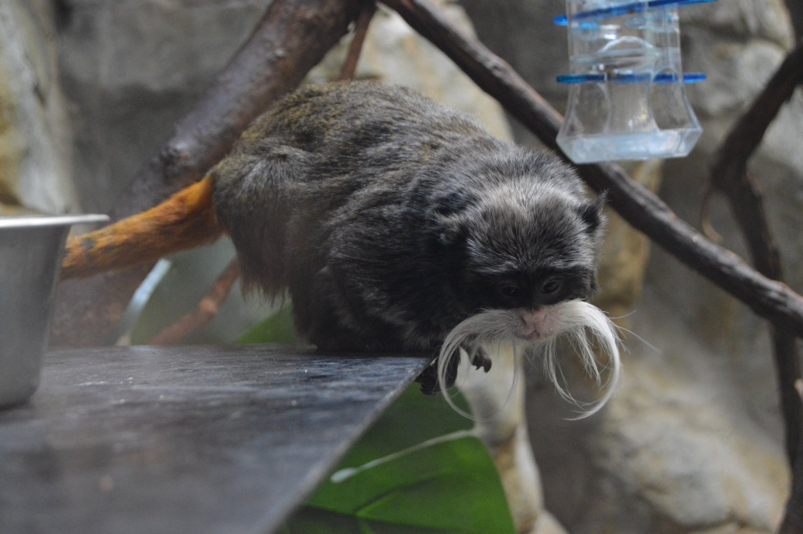 Small Mammal House - Bearded Emperor Tamarin (Saguinus imperator subgrisescens)