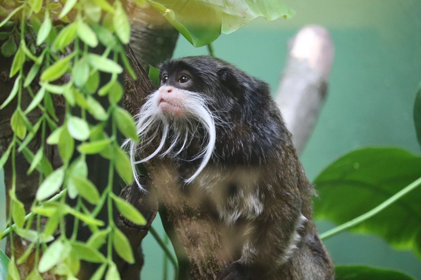 Small Mammal House - Bearded Emperor Tamarin