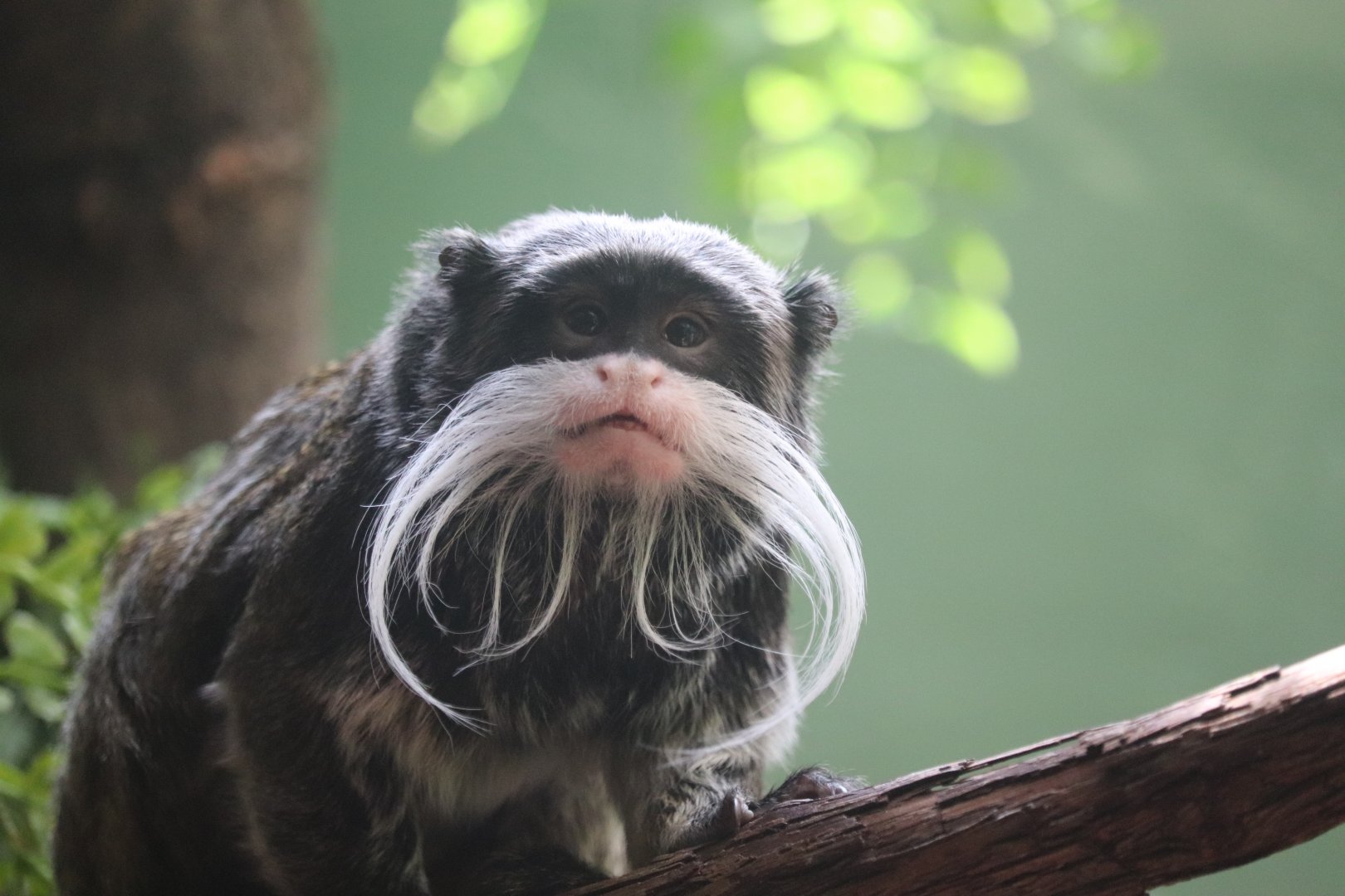 Small Mammal House - Bearded Emperor Tamarin