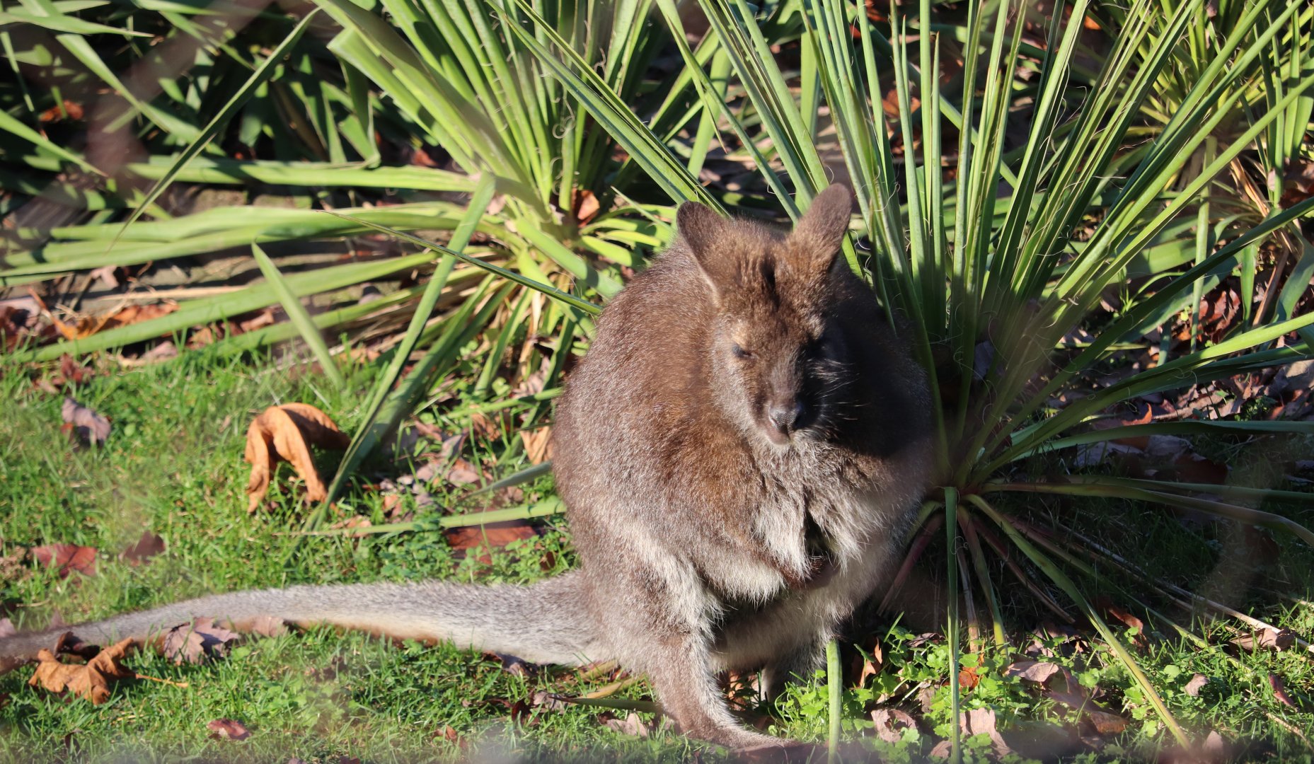 Small Mammal House - Bennett's Wallaby